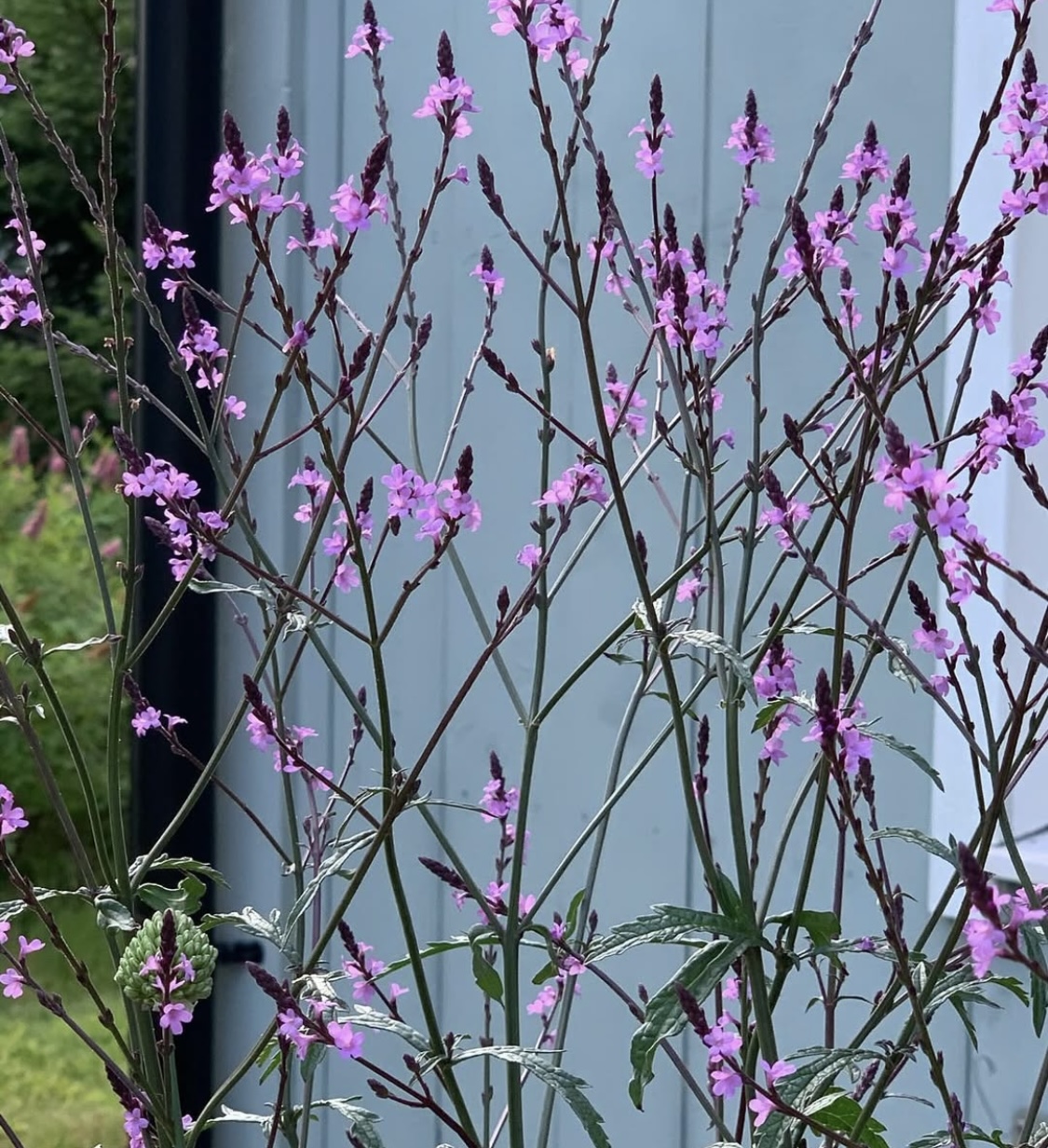Verbena officinalis var. grandiflora ‘bampton’