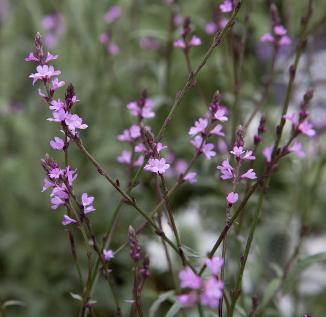 Verbena officinalis var. grandiflora ‘Bampton’
