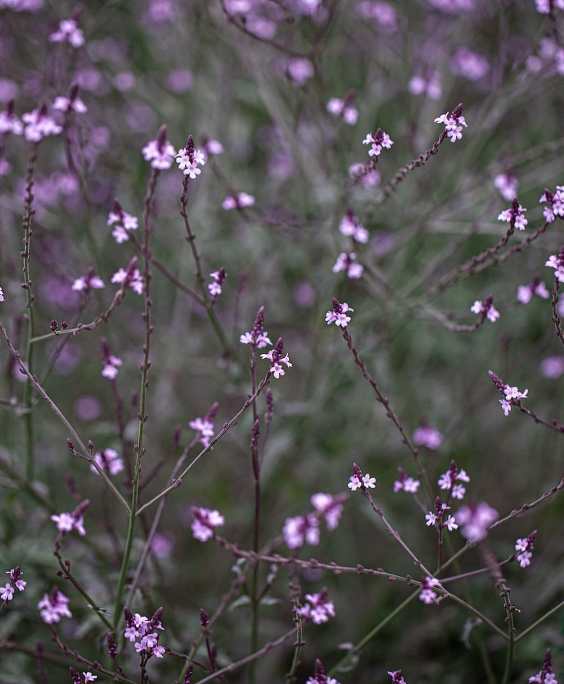 Verbena officinalis var. grandiflora ‘bampton’