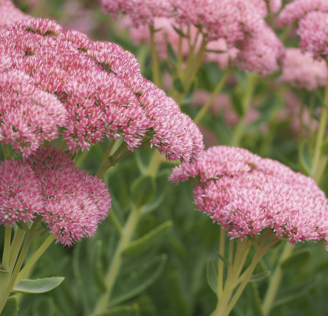 Hylotelephium ‘Herbstfreude’ (Sedum Autumn Joy)
