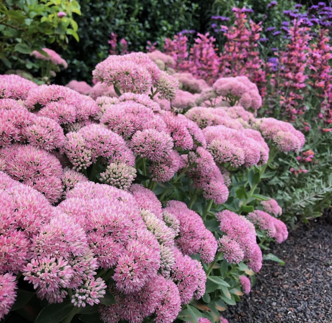 Hylotelephium ‘Herbstfreude’ (Sedum Autumn Joy)