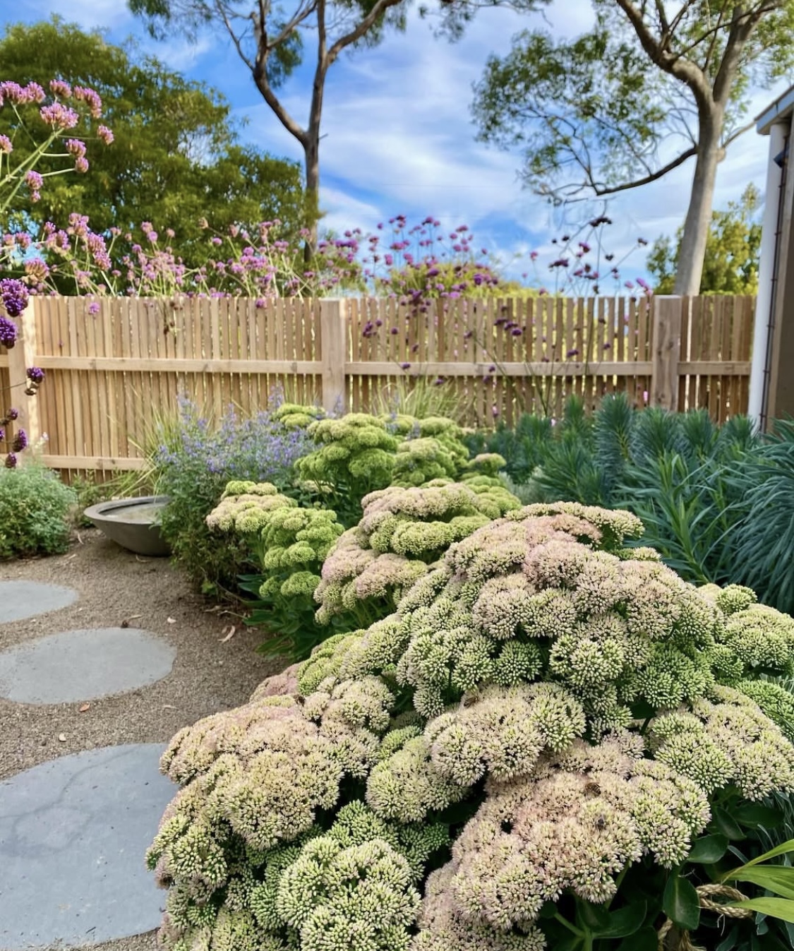 Hylotelephium ‘Herbstfreude’ (Sedum Autumn Joy)