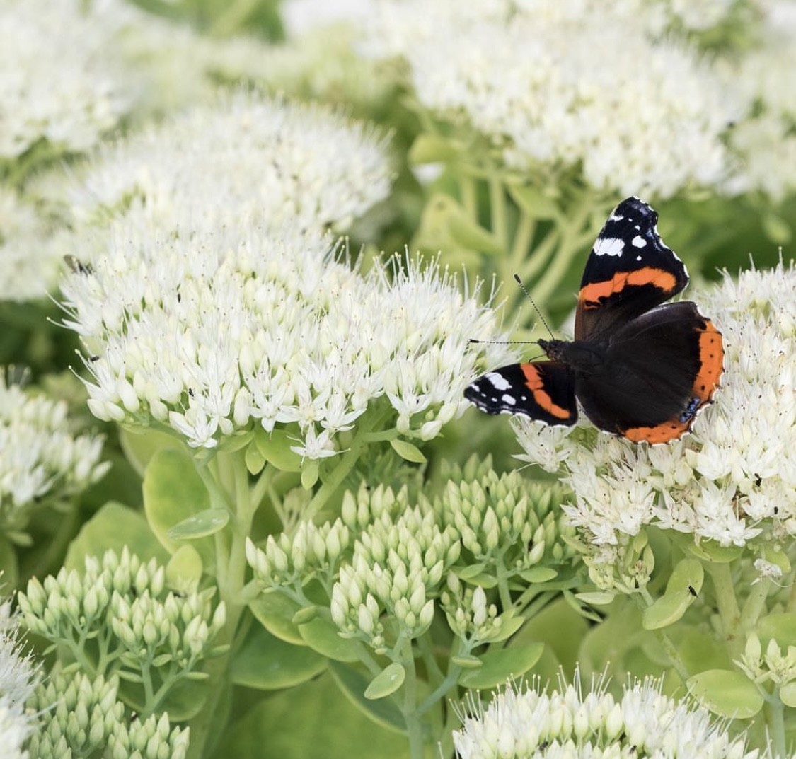 Sedum ‘Iceberg’ (Hylotelephium ‘Iceberg’)