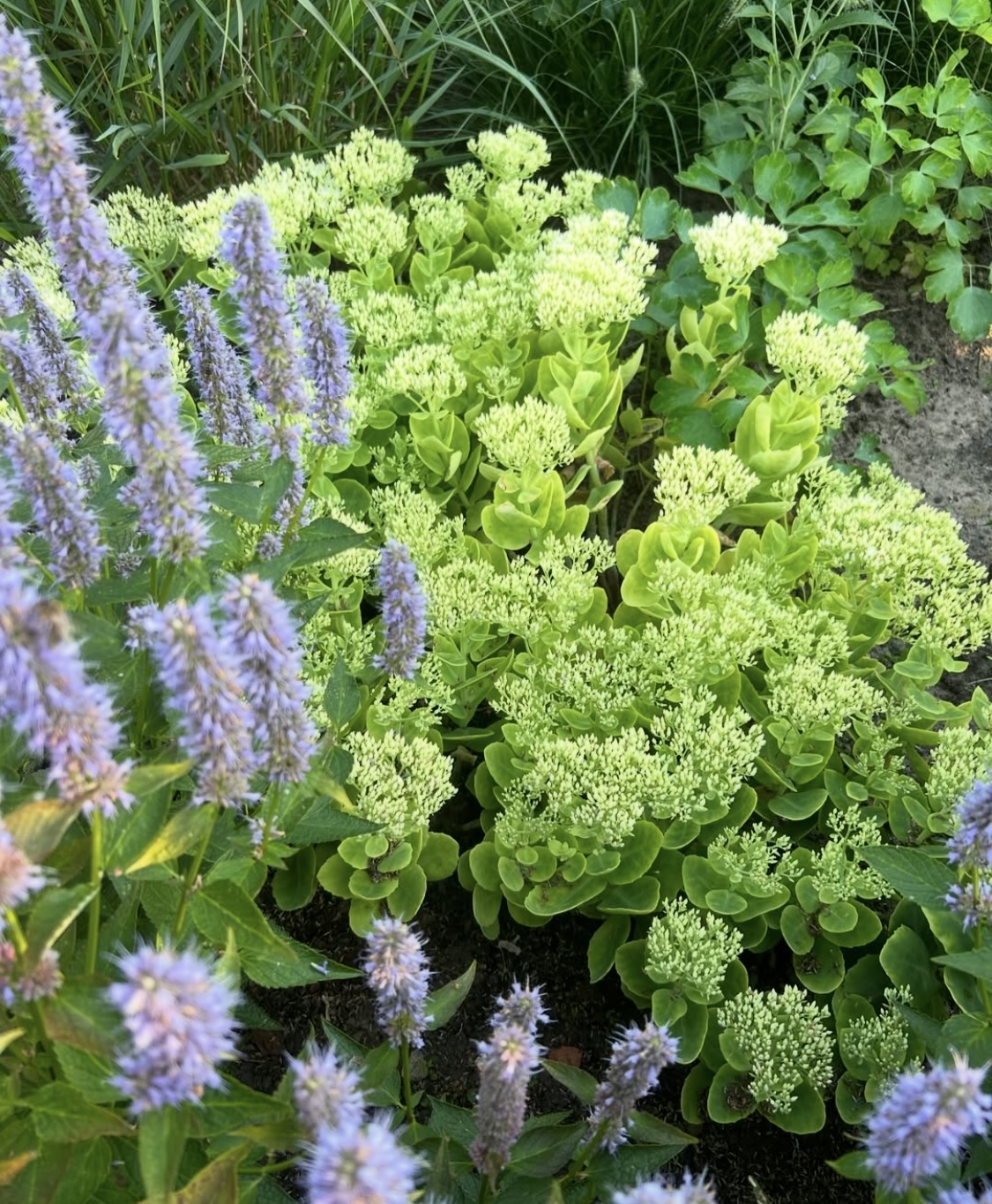 Sedum ‘Iceberg’ (Hylotelephium ‘Iceberg’)