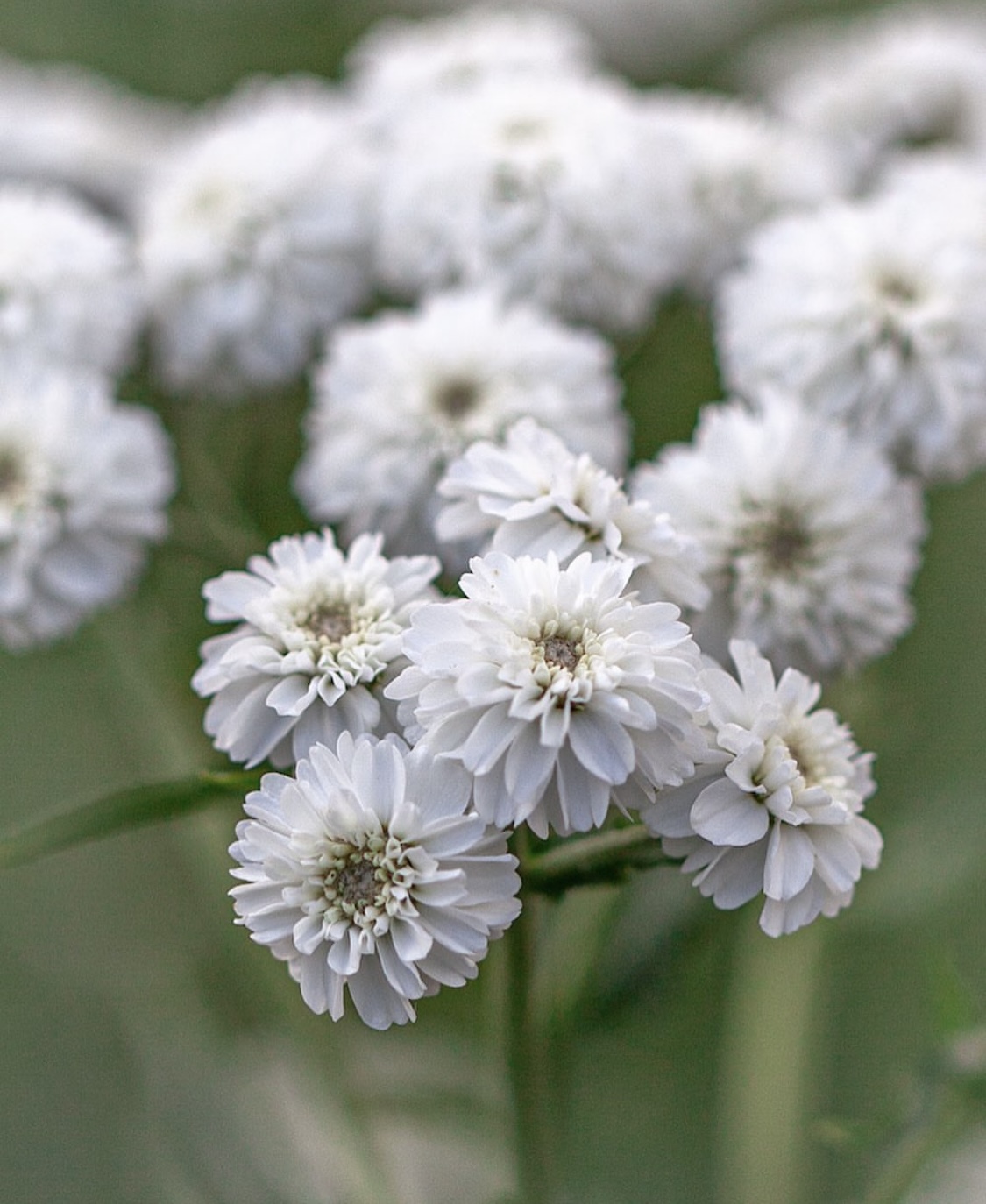 Achillea ptarmica ‘The Pearl’