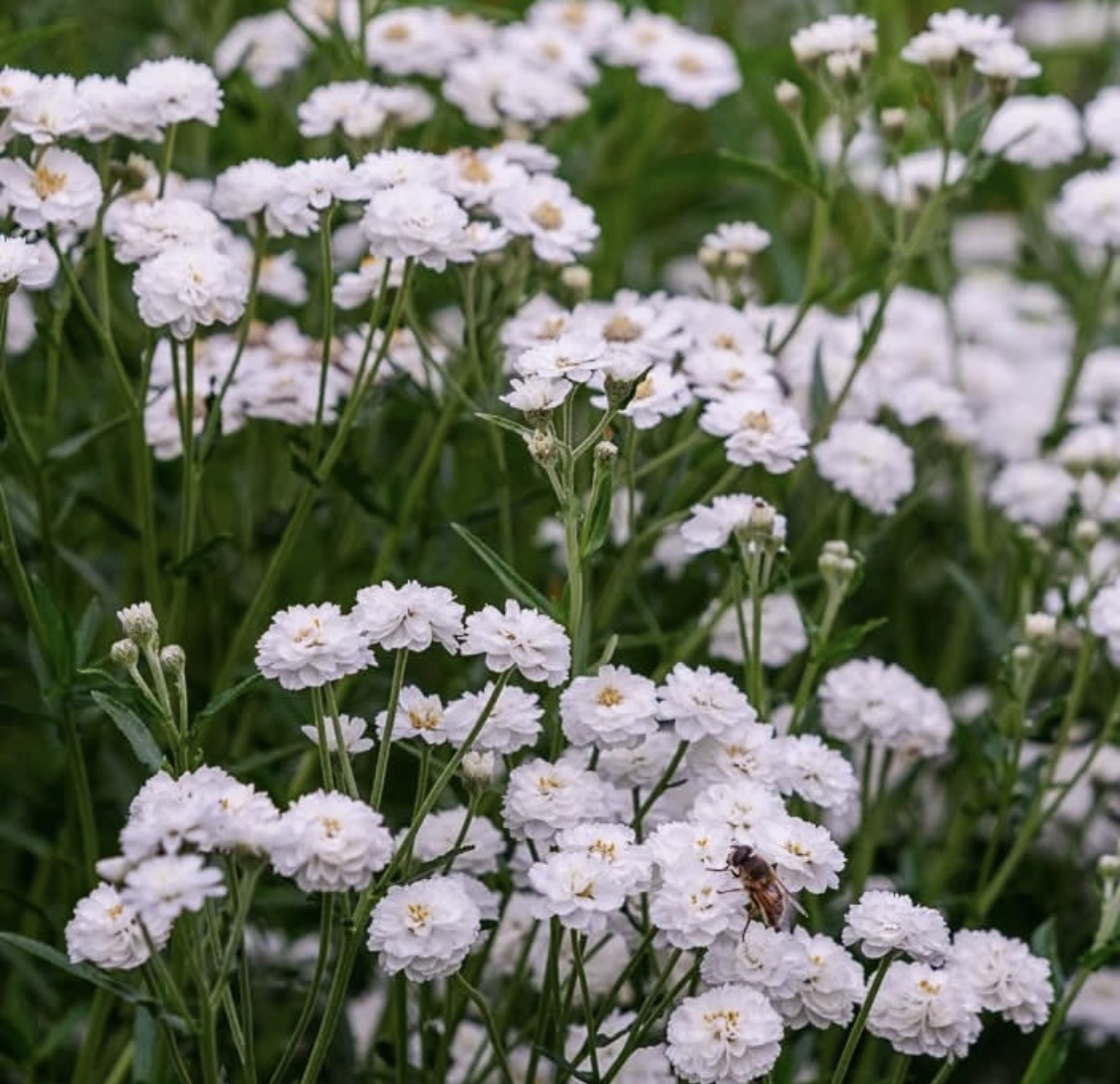 Achillea ptarmica ‘The Pearl’