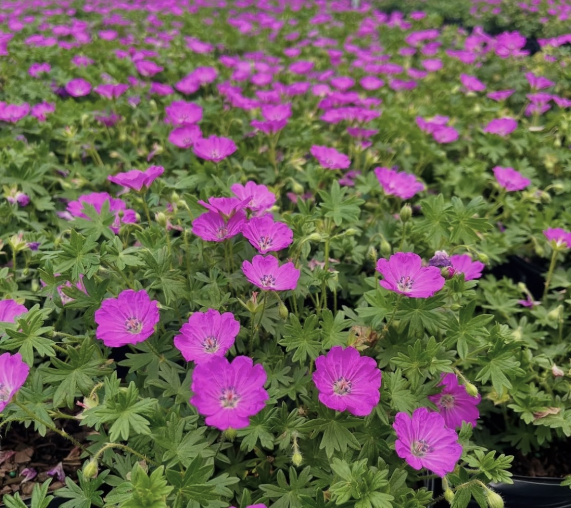 Geranium sanguineum 