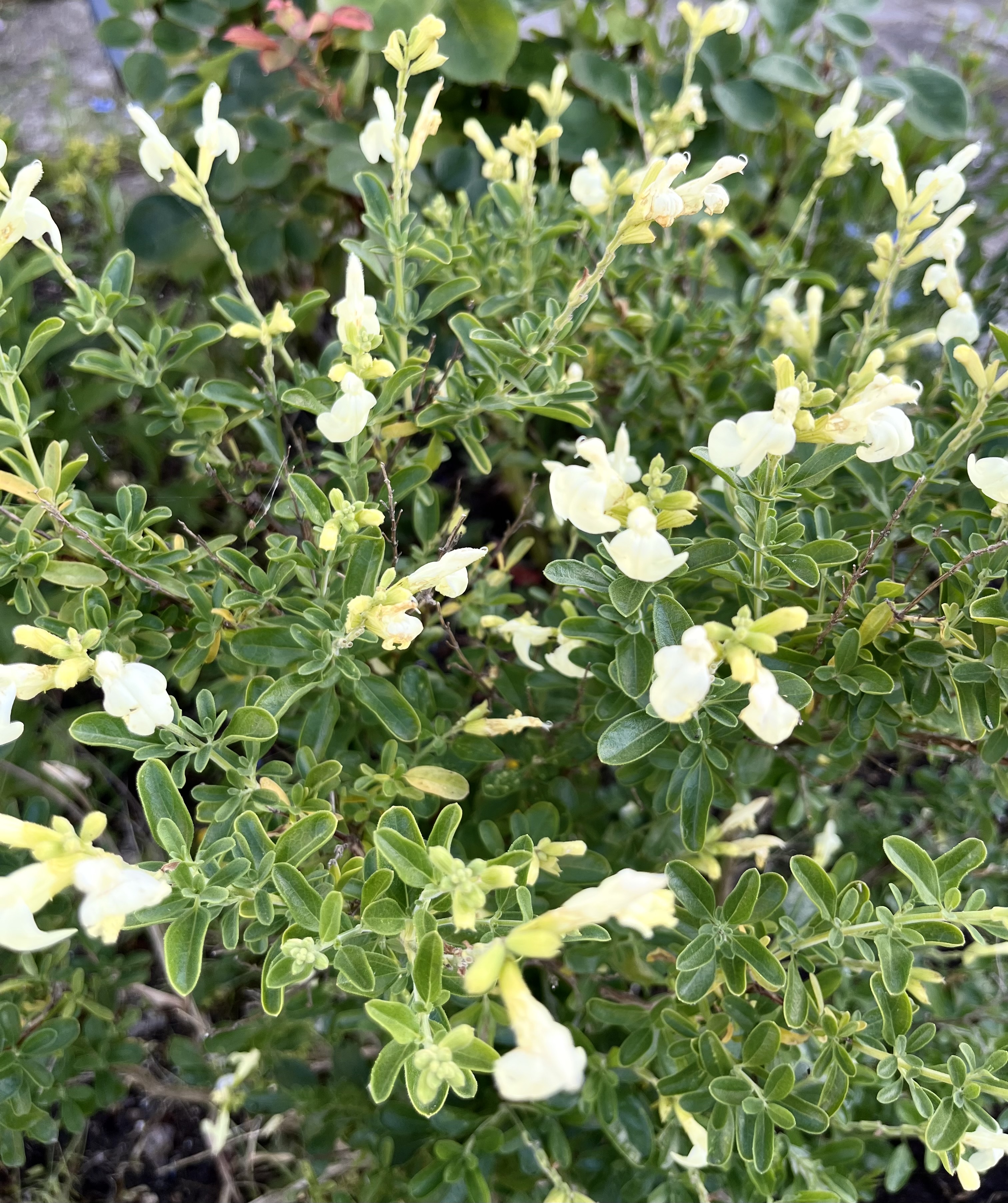 Salvia 'Clotted Cream'