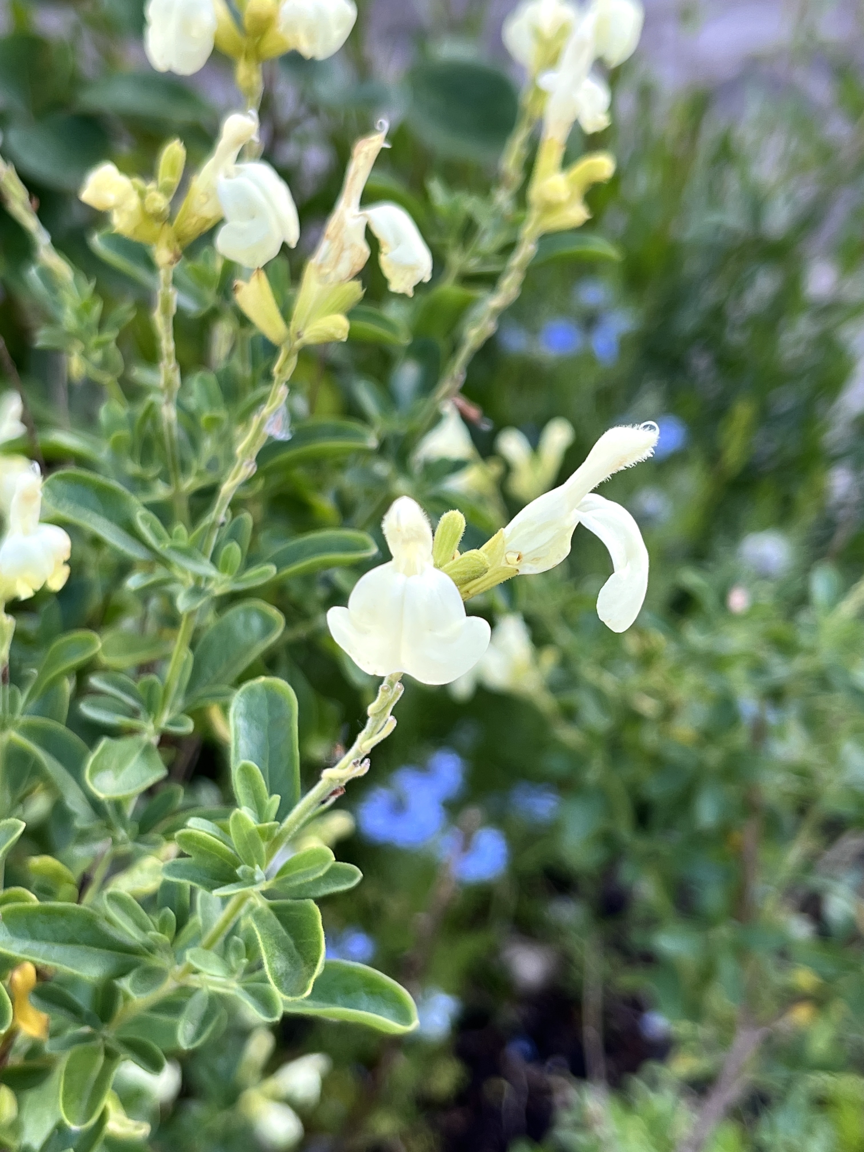 Salvia 'Clotted Cream'