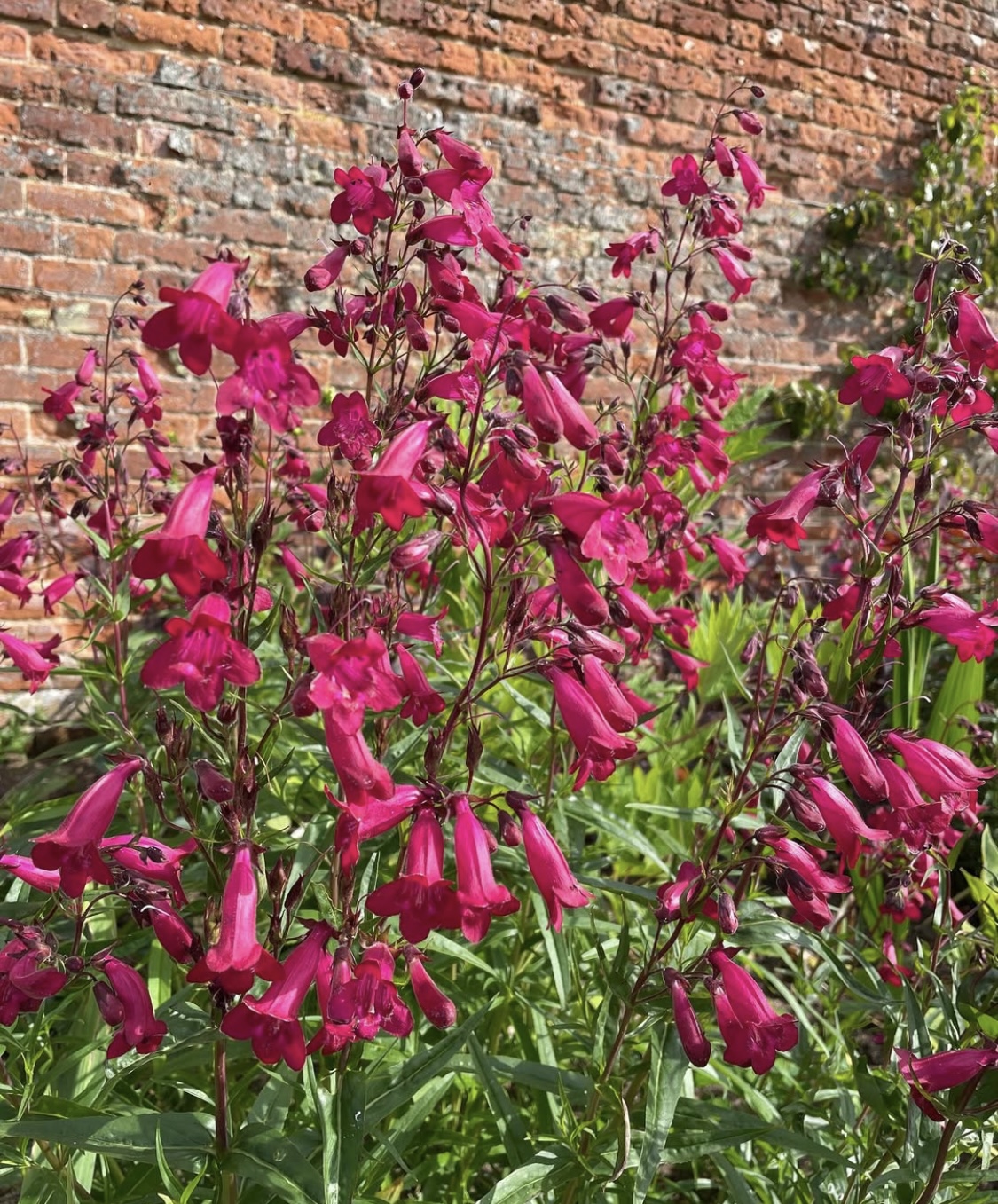 Penstemon ‘Garnet’ 