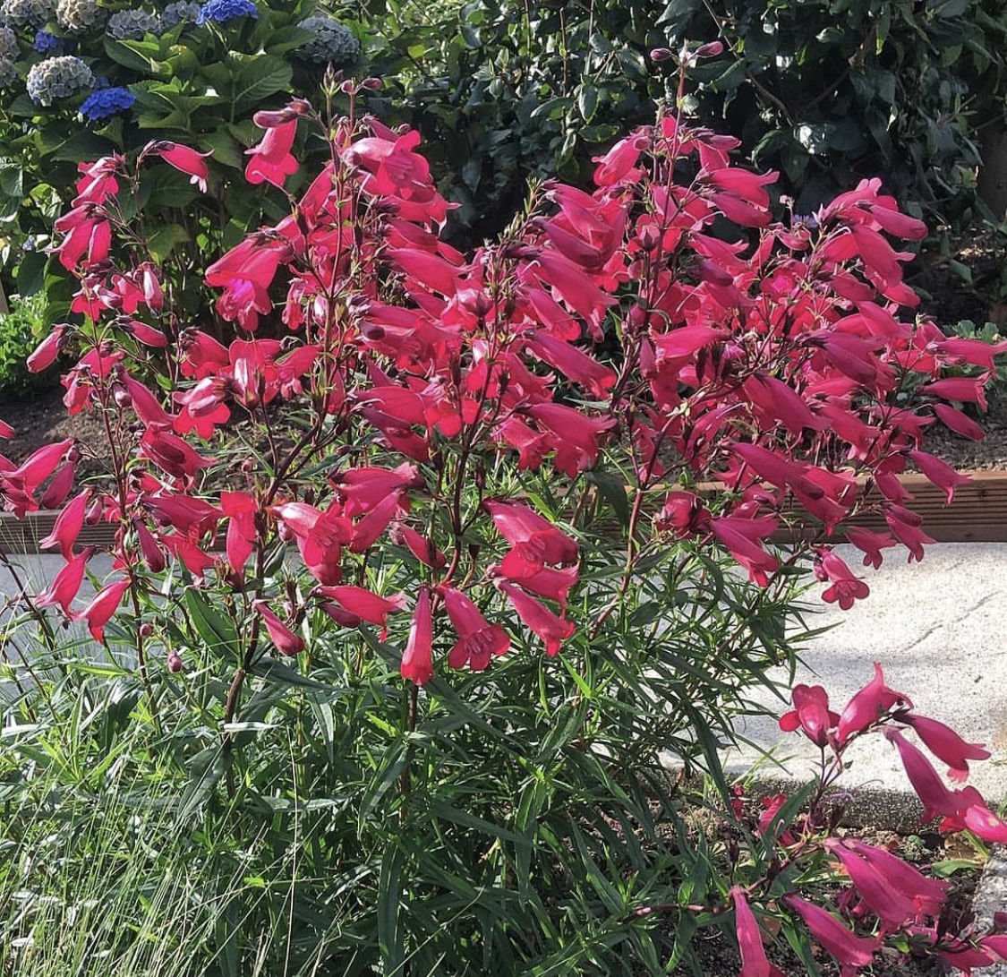 Penstemon ‘Garnet’ 