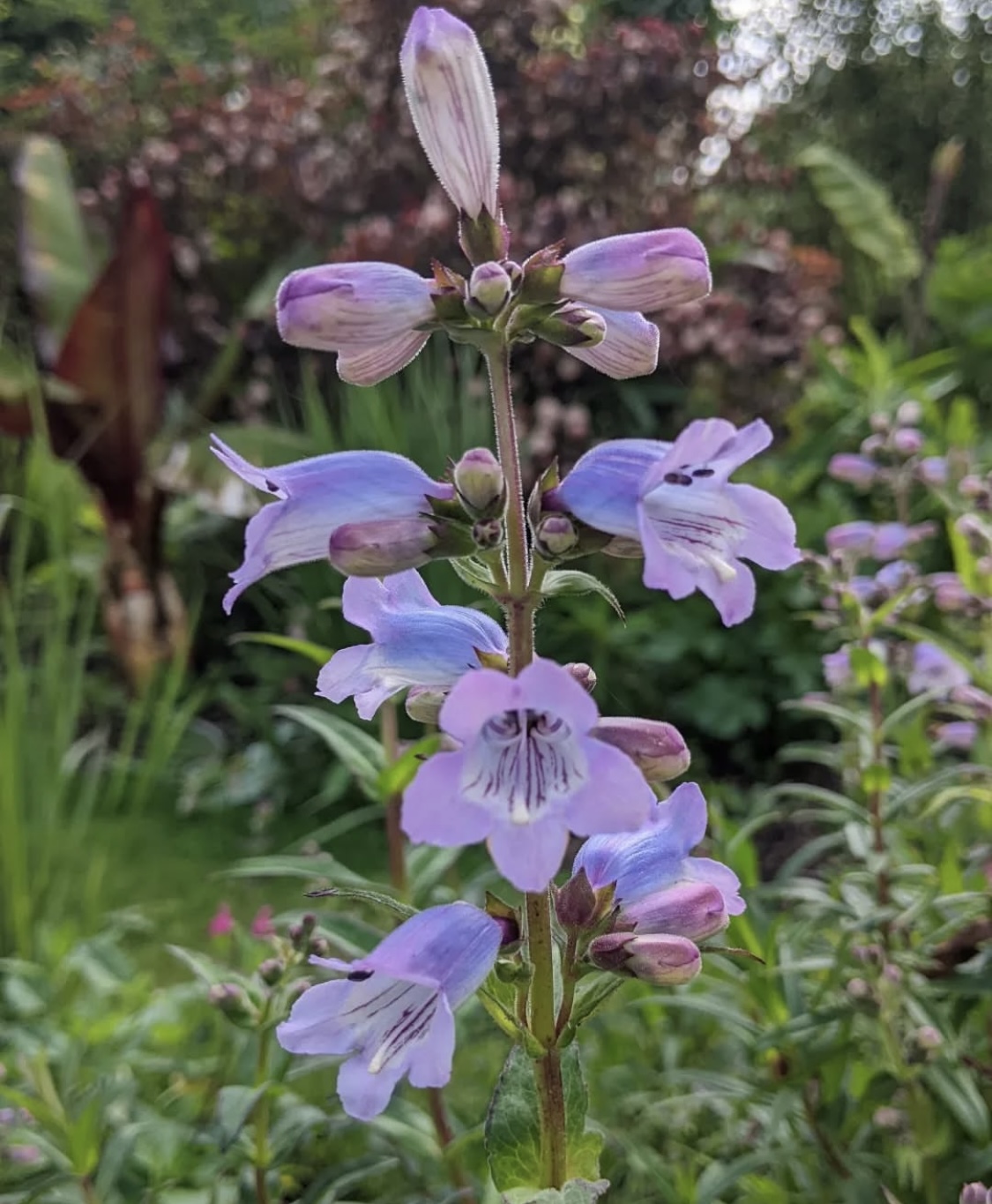 Penstemon ’Sour Grapes’ 