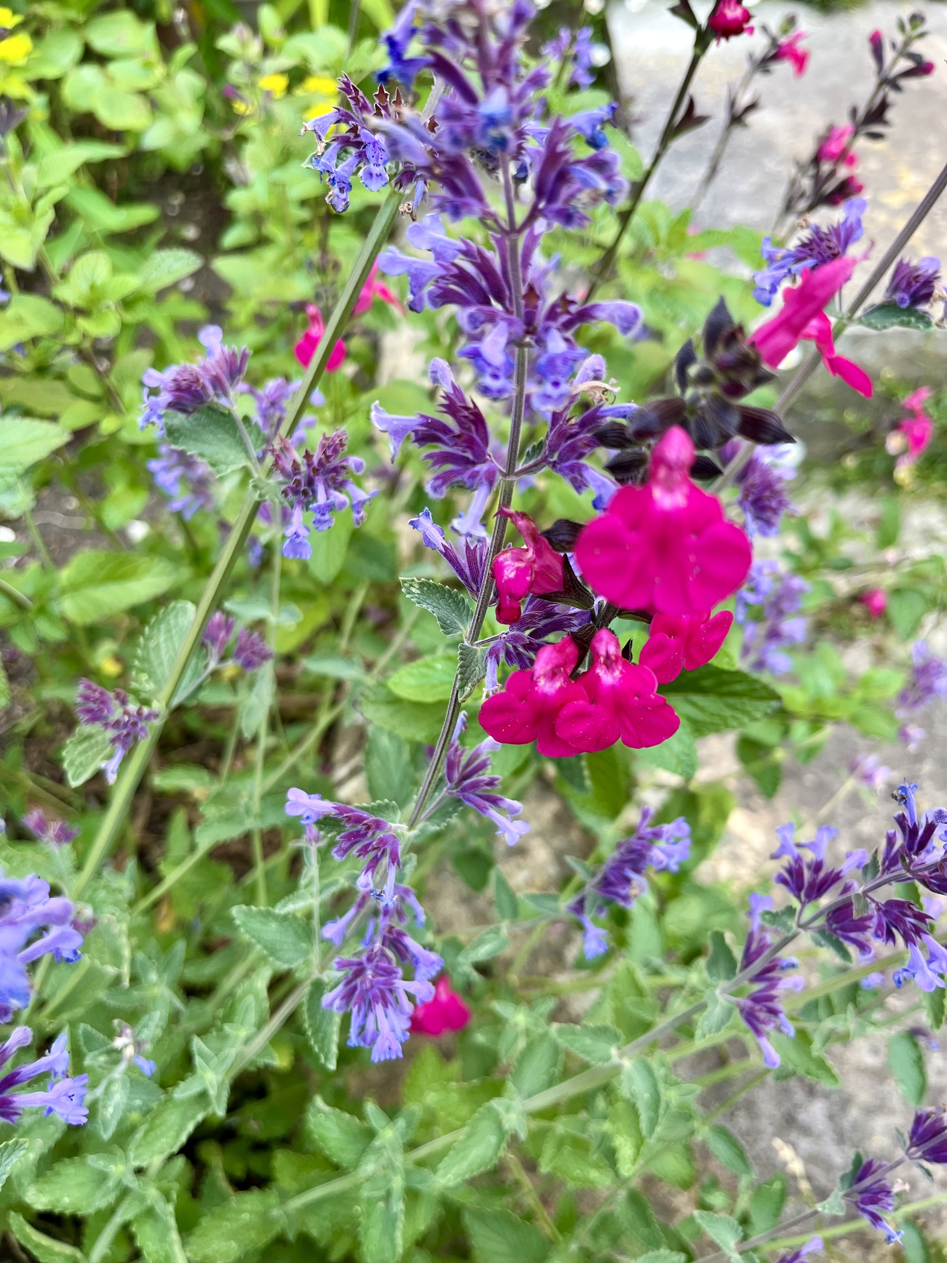 Salvia 'Cerro Potosi'