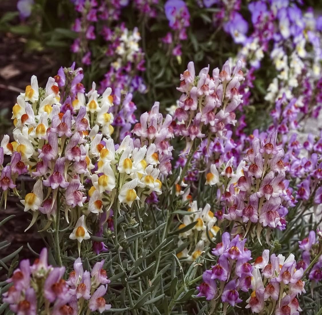 Linaria aeruginea, 'Neon Lights'