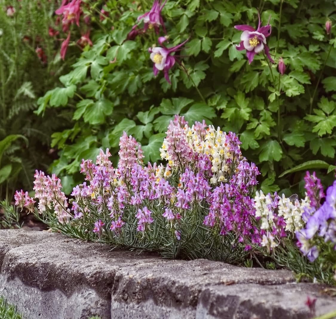 Linaria aeruginea, 'Neon Lights'