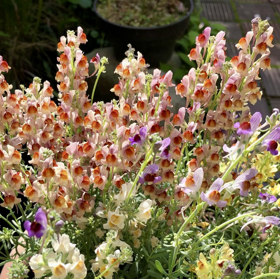 Linaria aeruginea, 'Neon Lights'