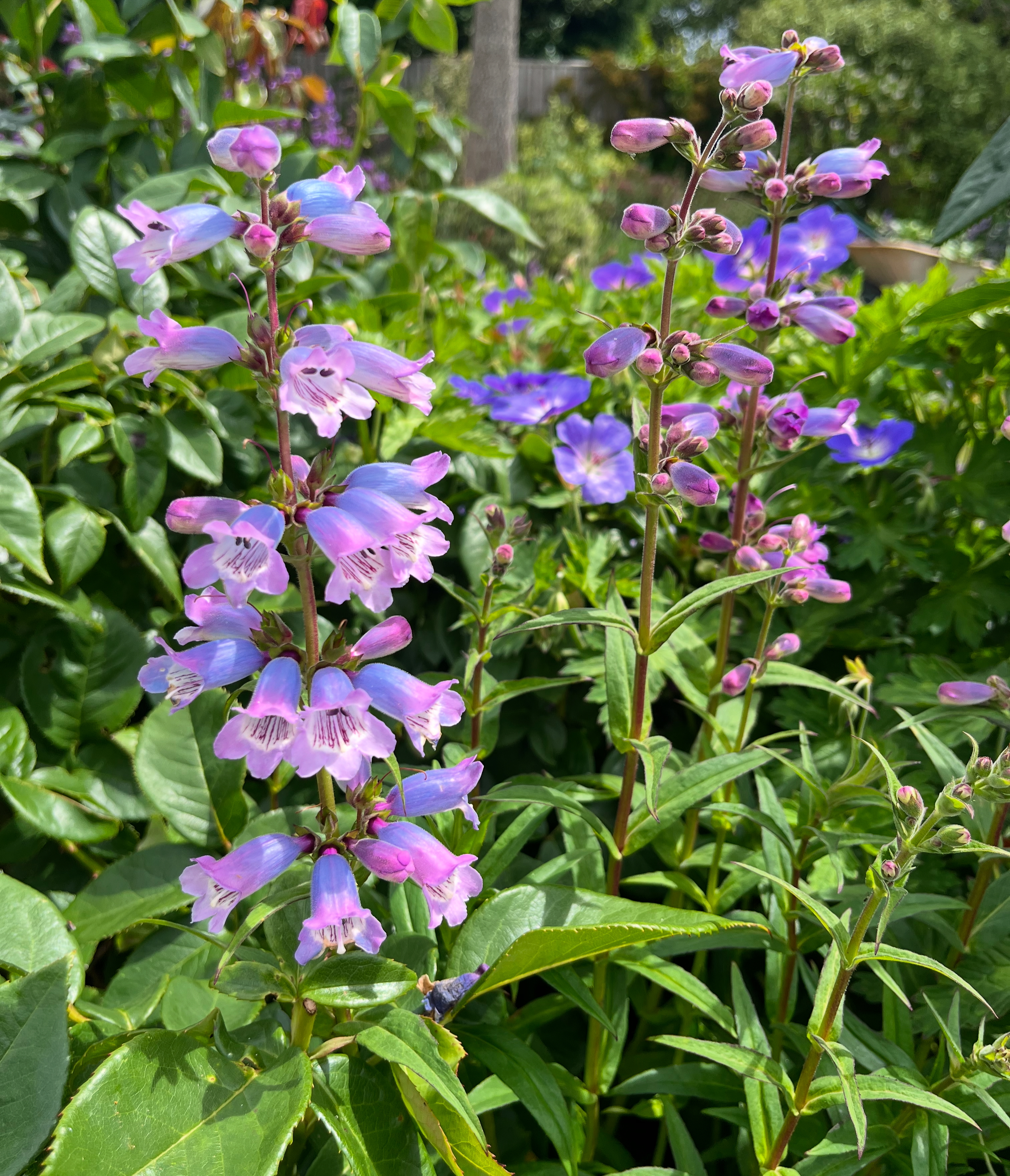 Penstemon ’Sour Grapes’ 