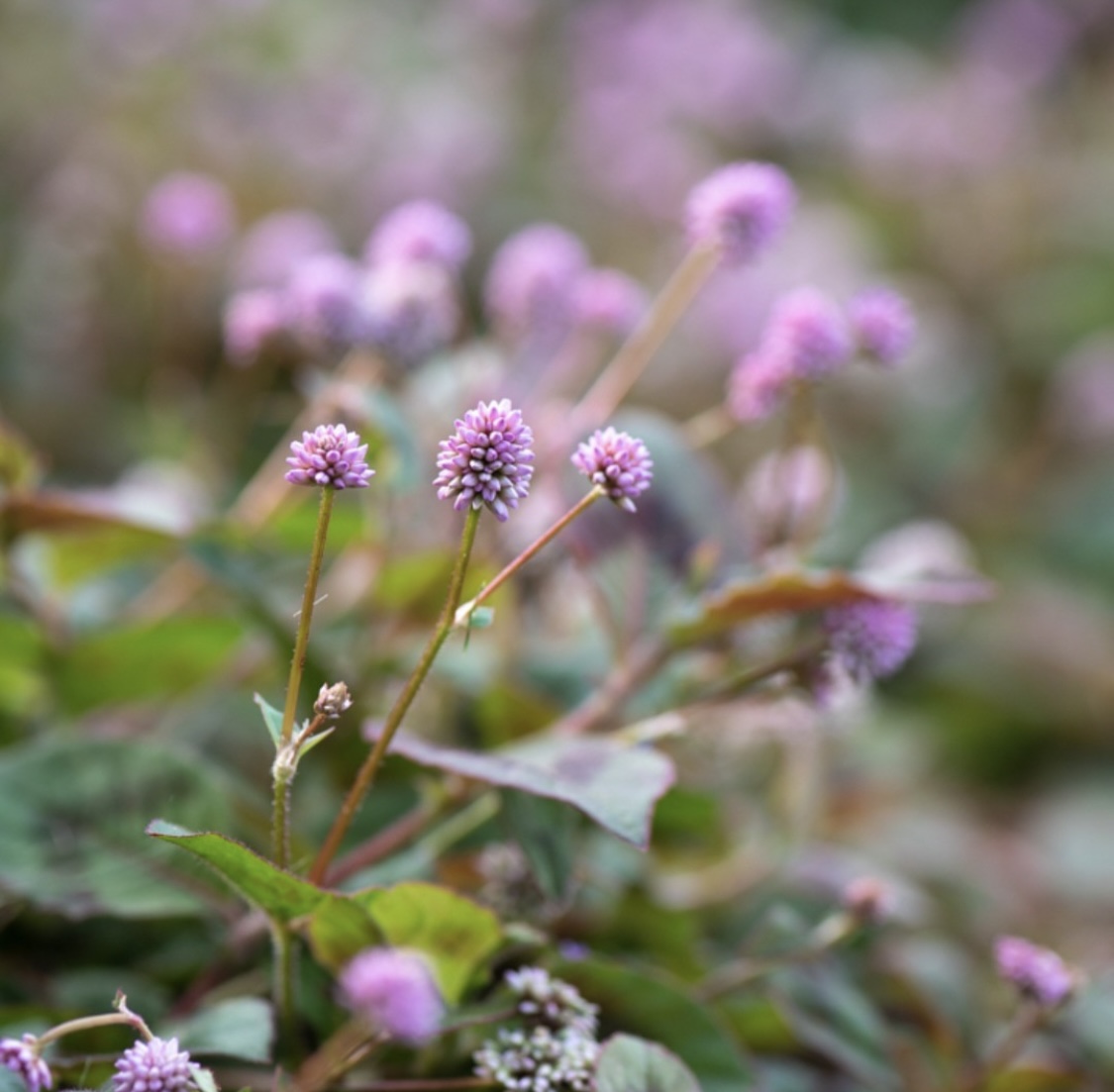 Persicaria capitatum ‘Afghan’