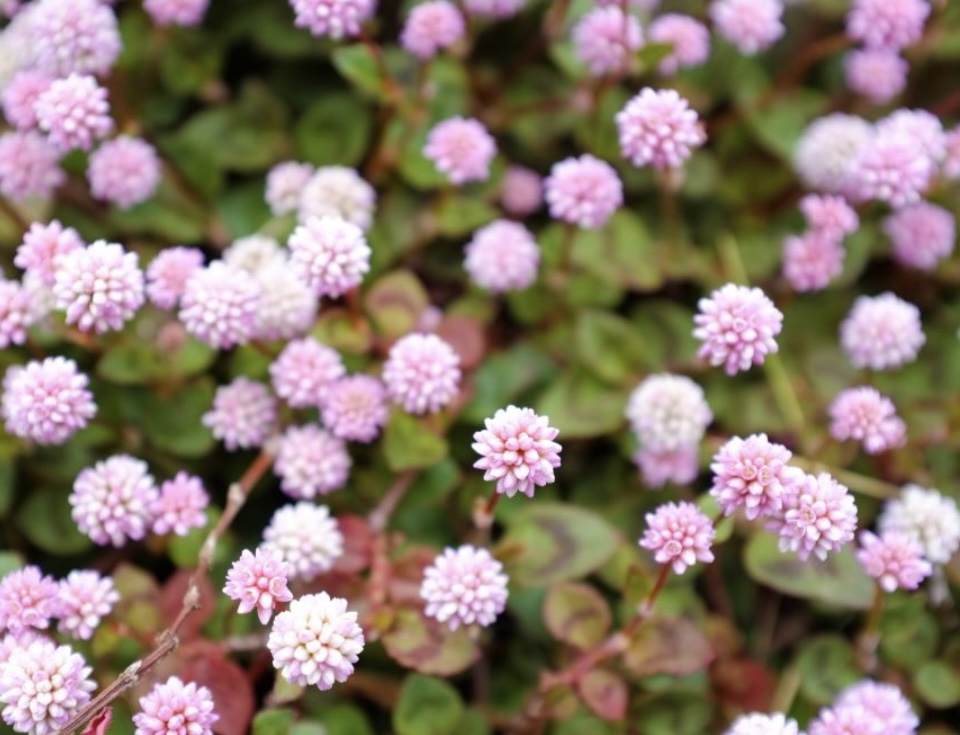 Persicaria capitatum ‘Afghan’