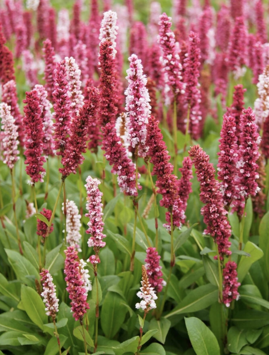 Persicaria affinis 'Darjeeling Red'