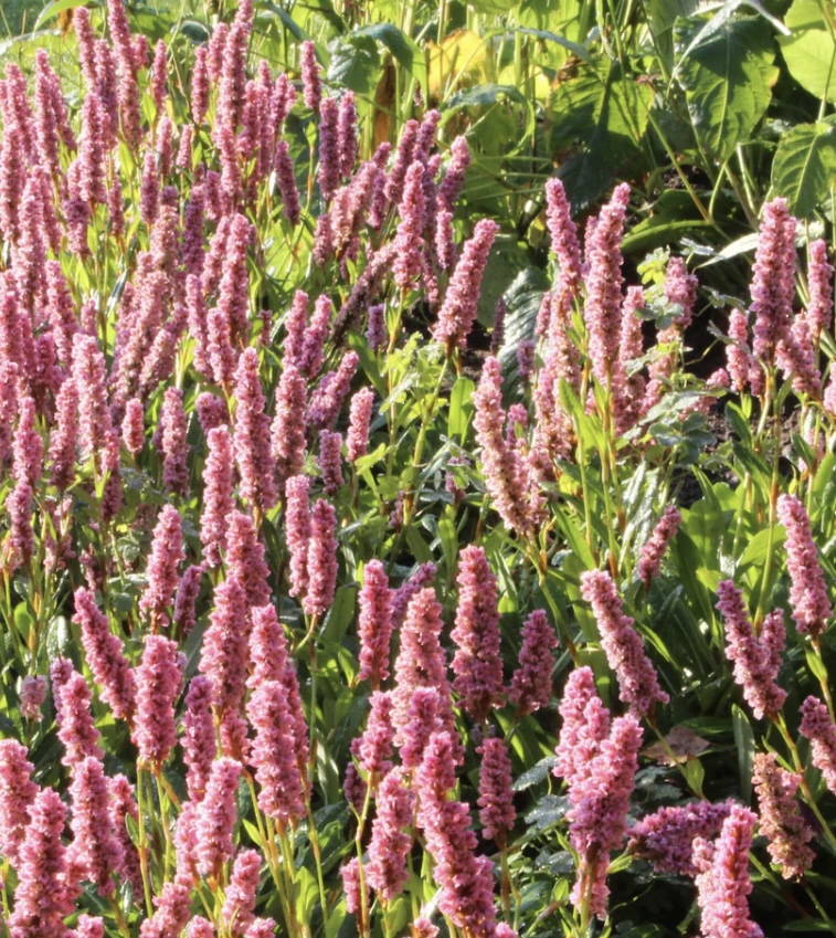 Persicaria affinis 'Donald Lowndes'