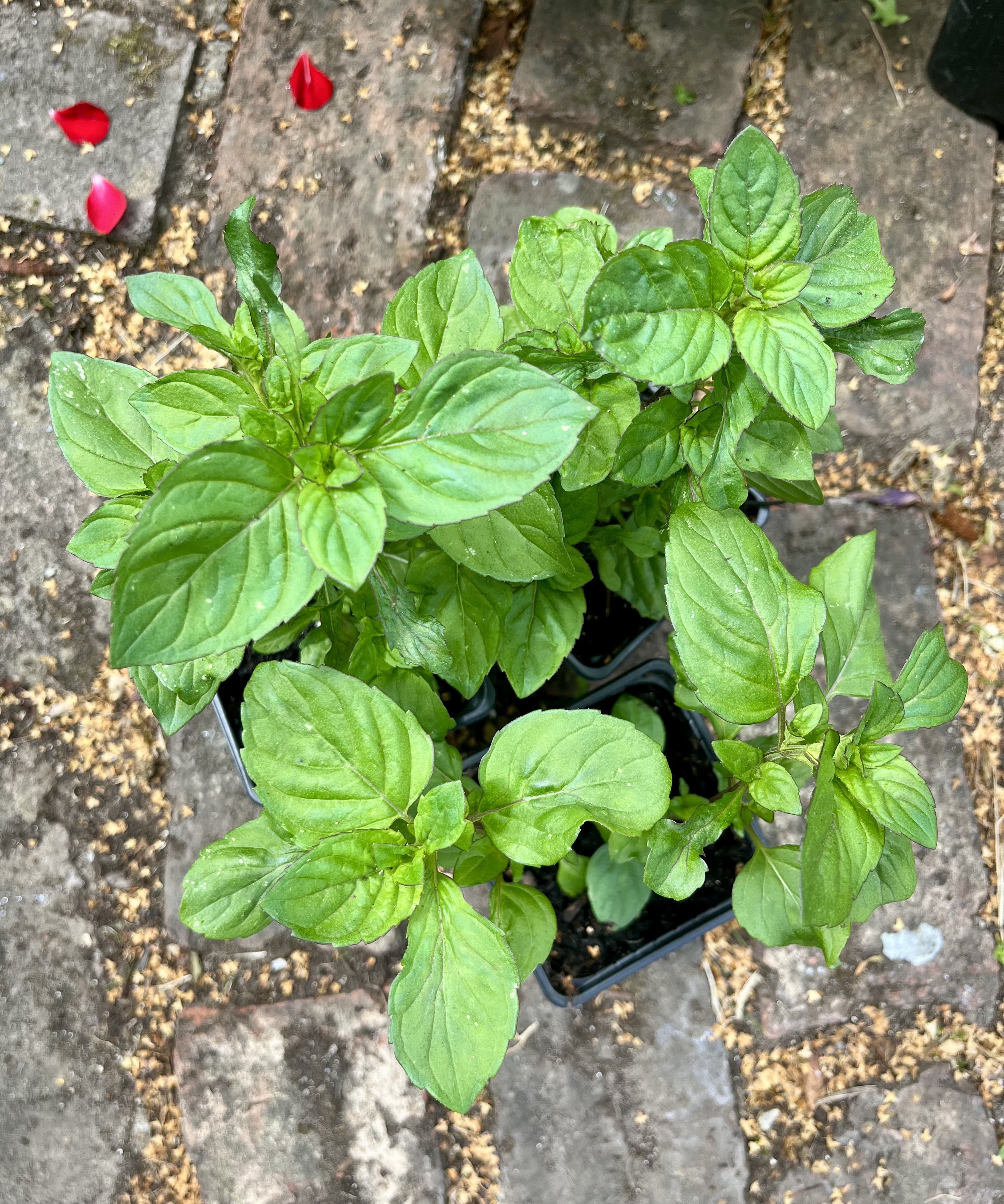 Lime Mint 