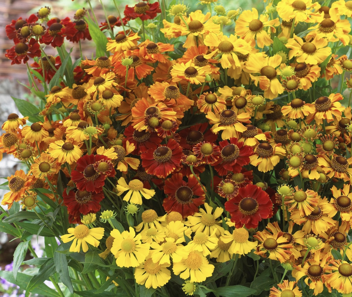 Helenium Helena Mix