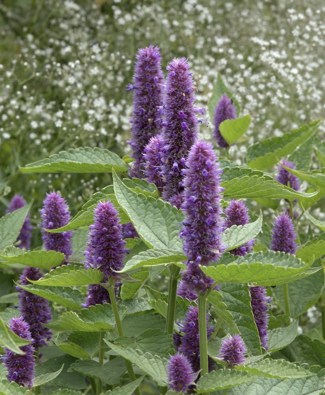 Agastache rugosa, 'Liquorice Blue'