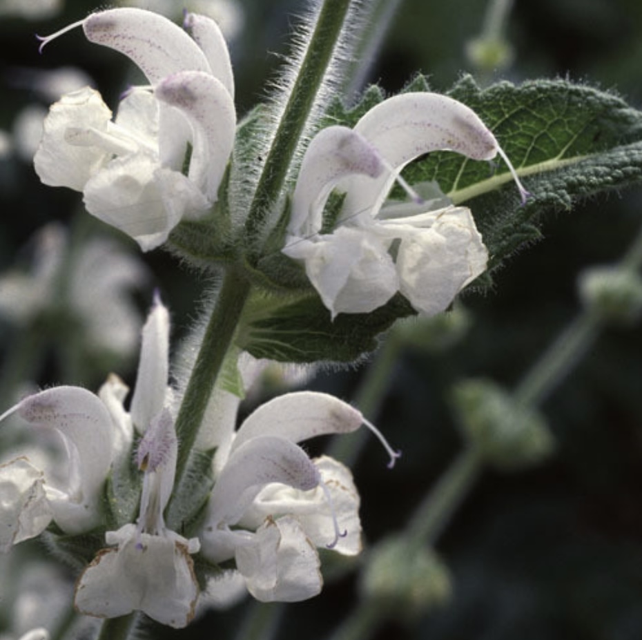 Salvia sclarea ‘Alba’