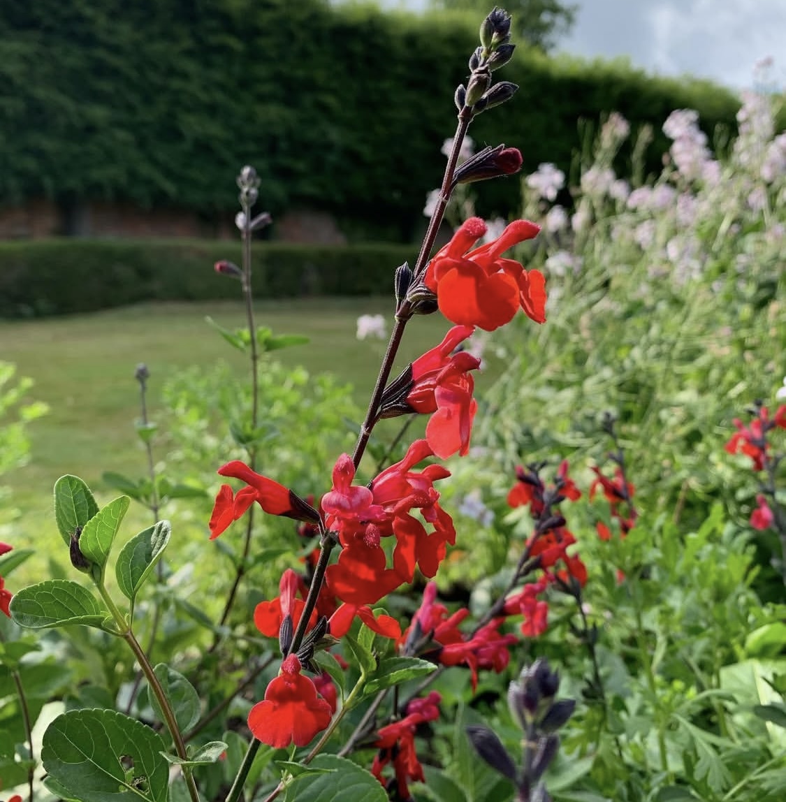 Salvia 'Royal Bumble'