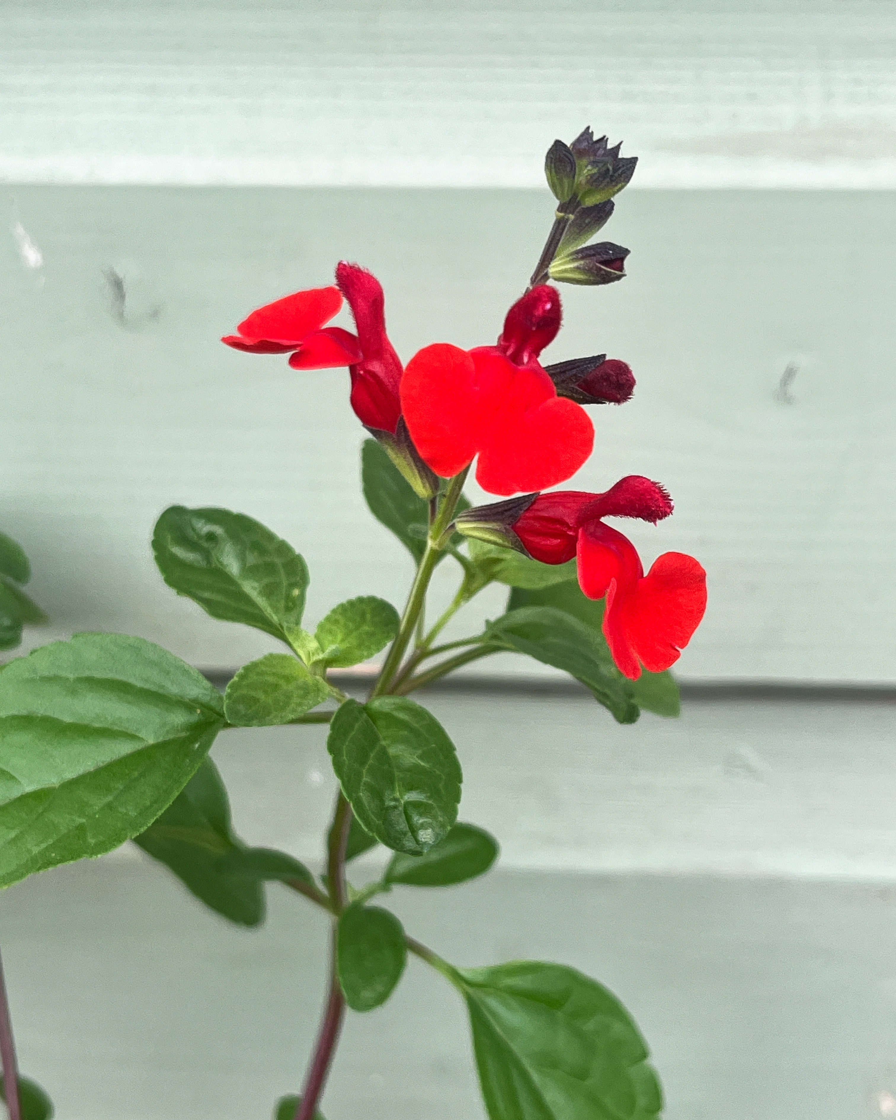 Salvia 'Royal Bumble'