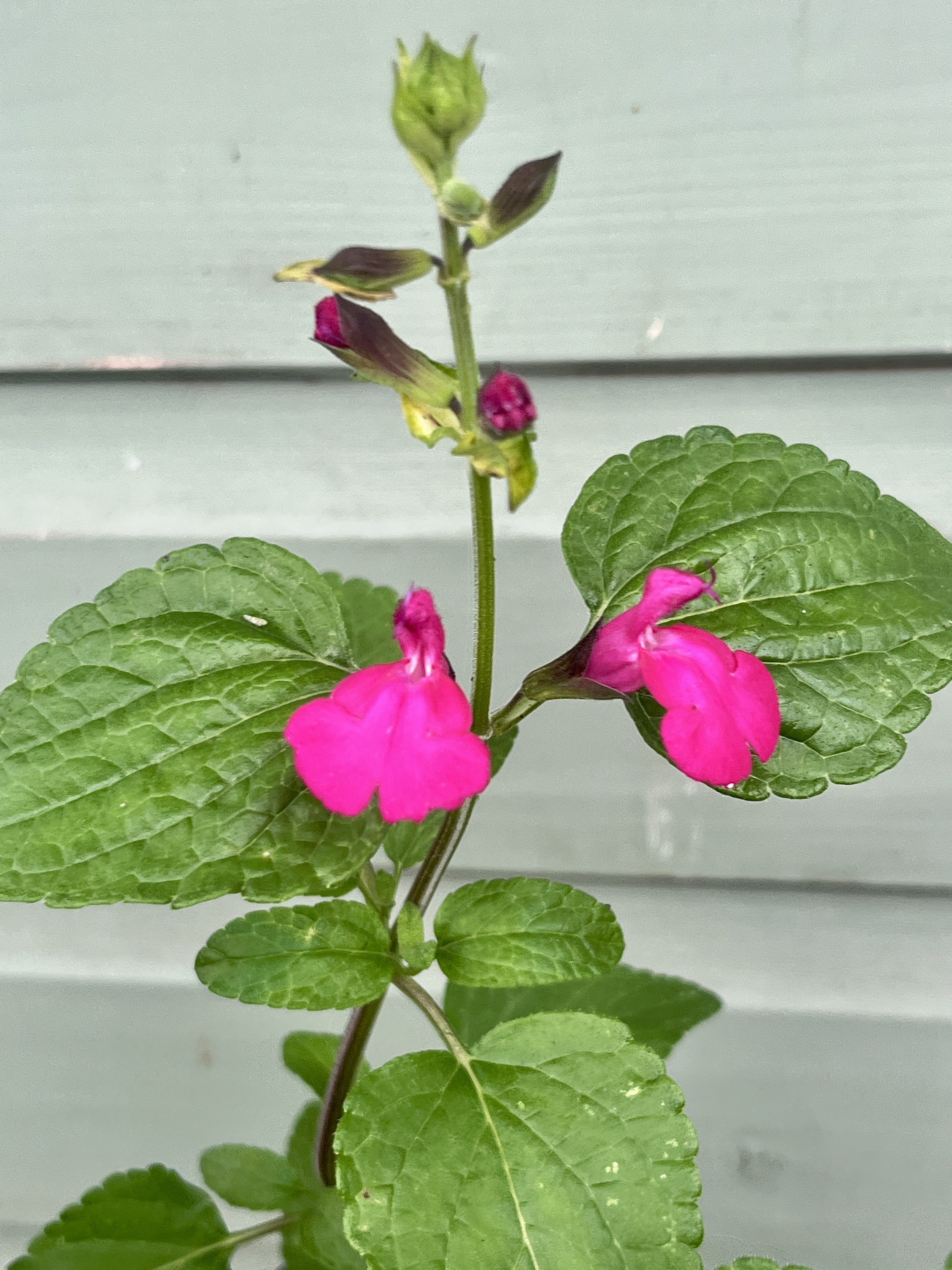 Salvia 'Cerro Potosi'