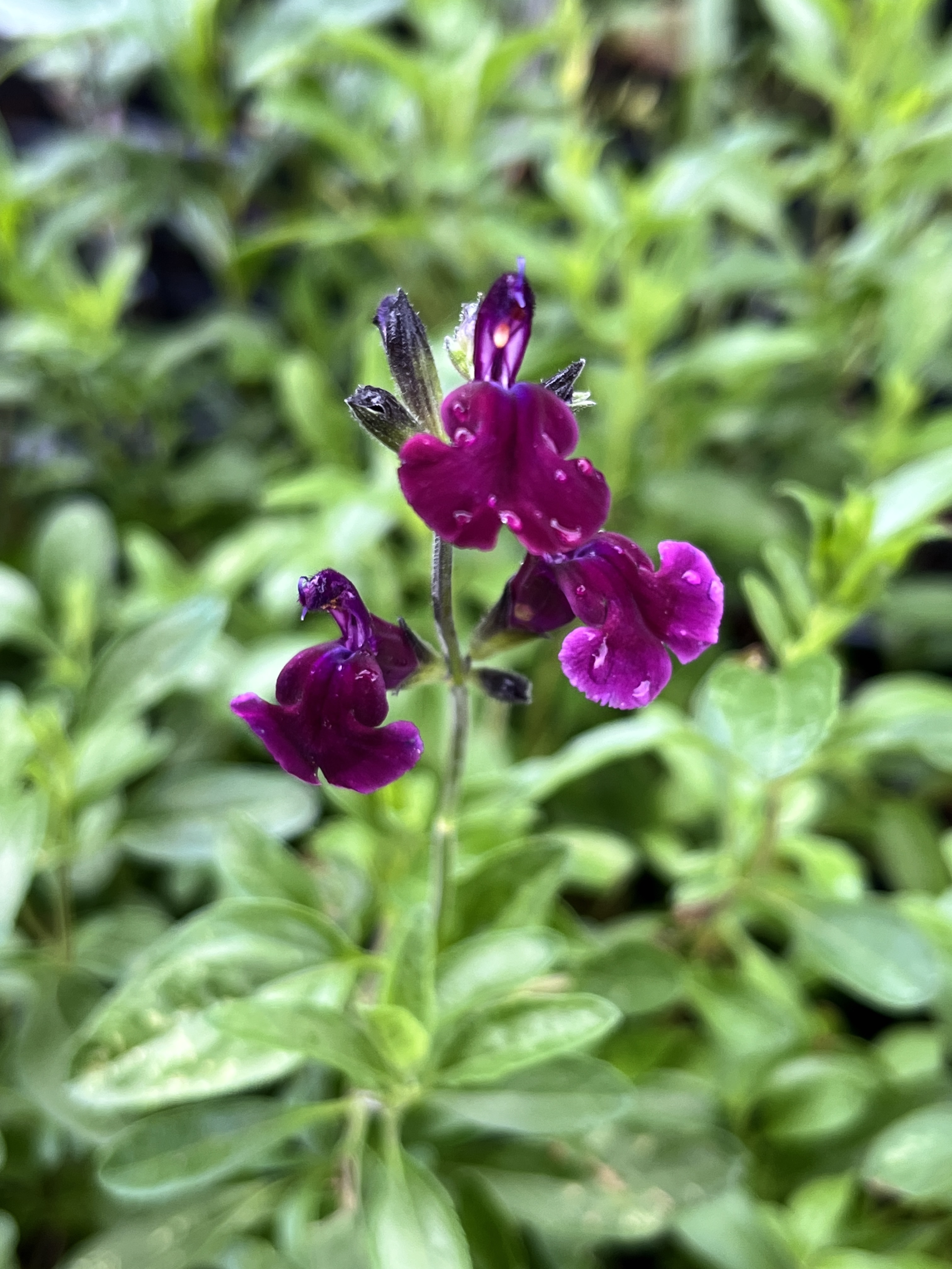 Salvia greggii ‘Oriental Dove’ 