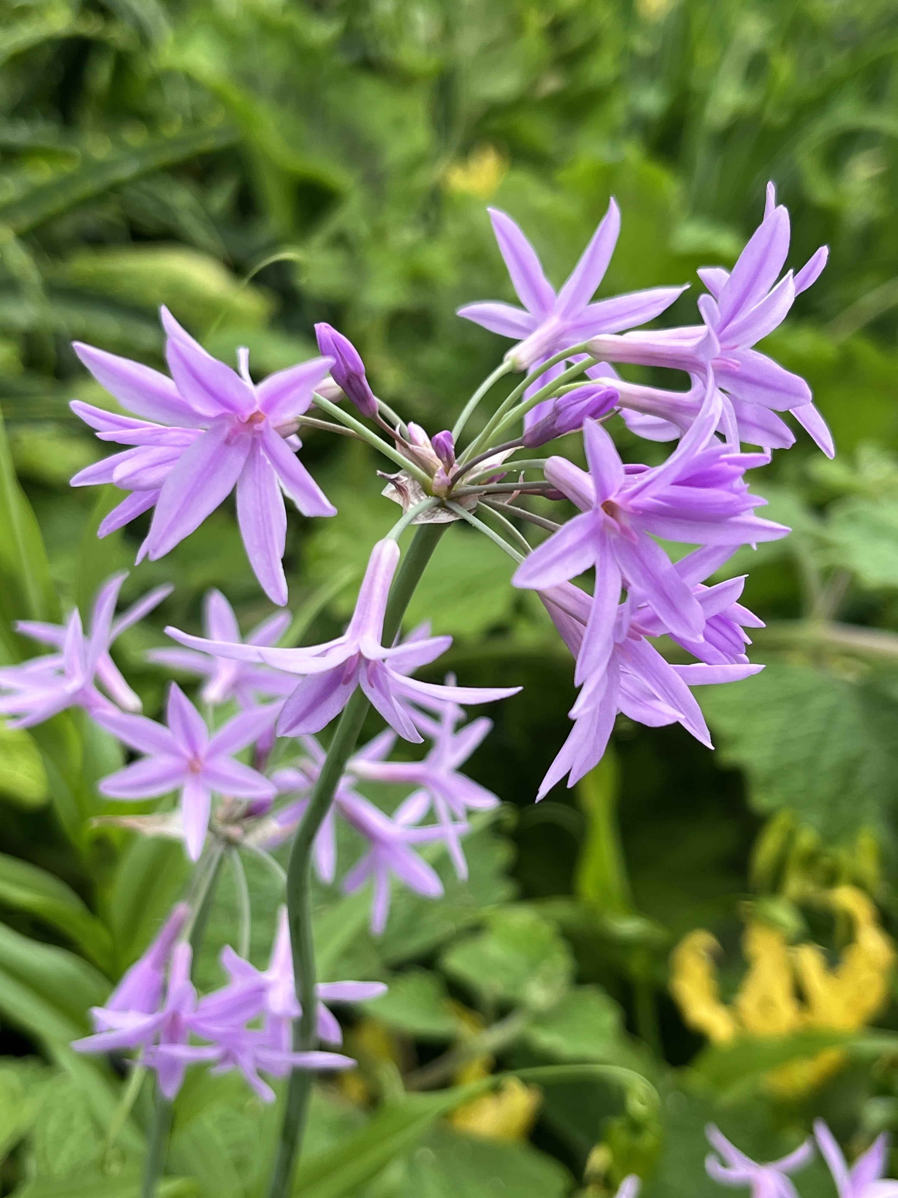 Tulbaghia violacea