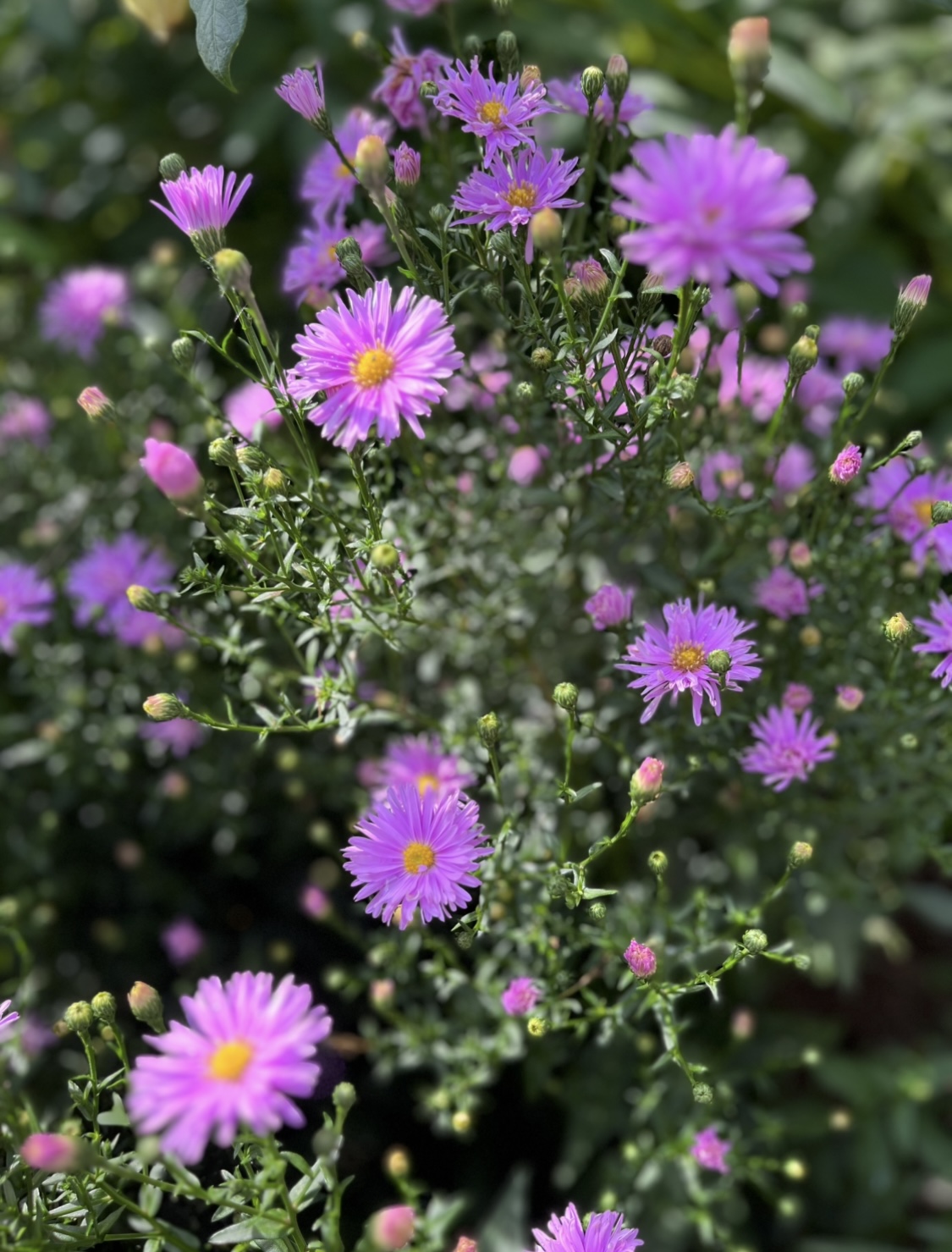 Aster × frikartii ‘Farncombe Lilac’