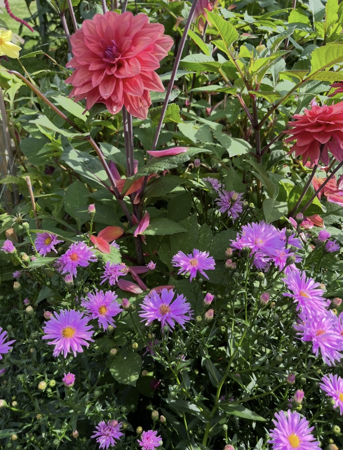Aster × frikartii ‘Farncombe Lilac’