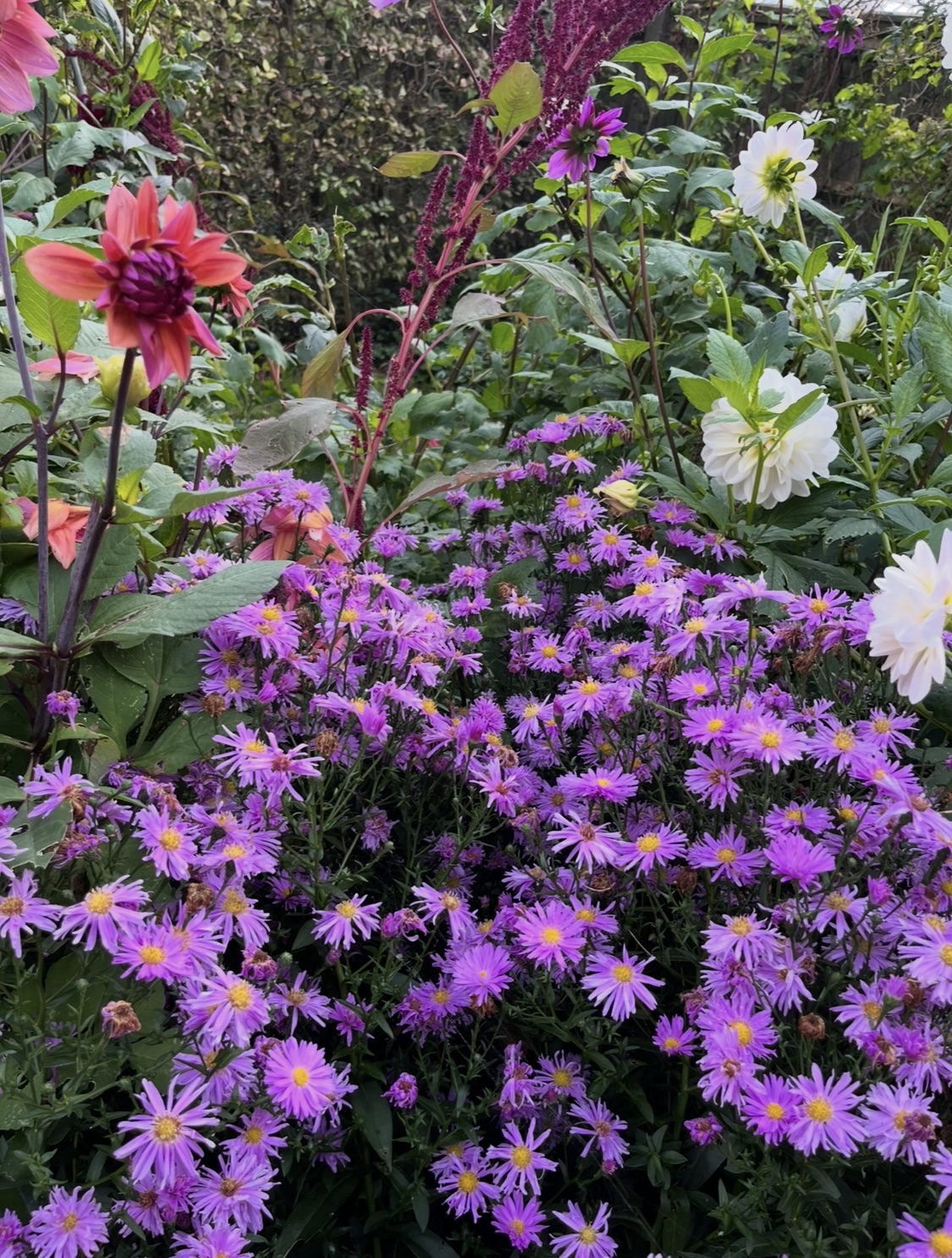 Aster × frikartii ‘Farncombe Lilac’