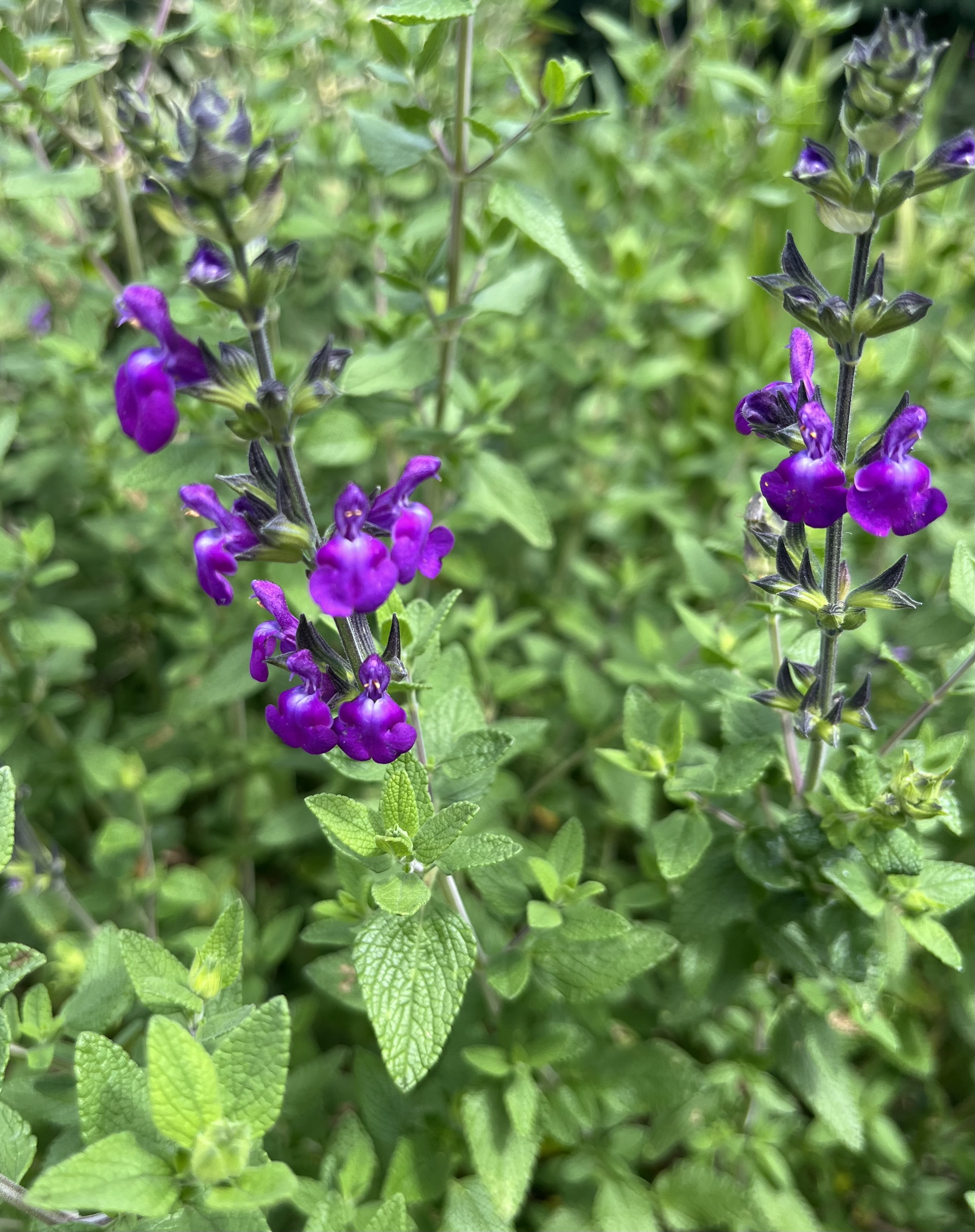 Salvia ‘Christine Yeo’