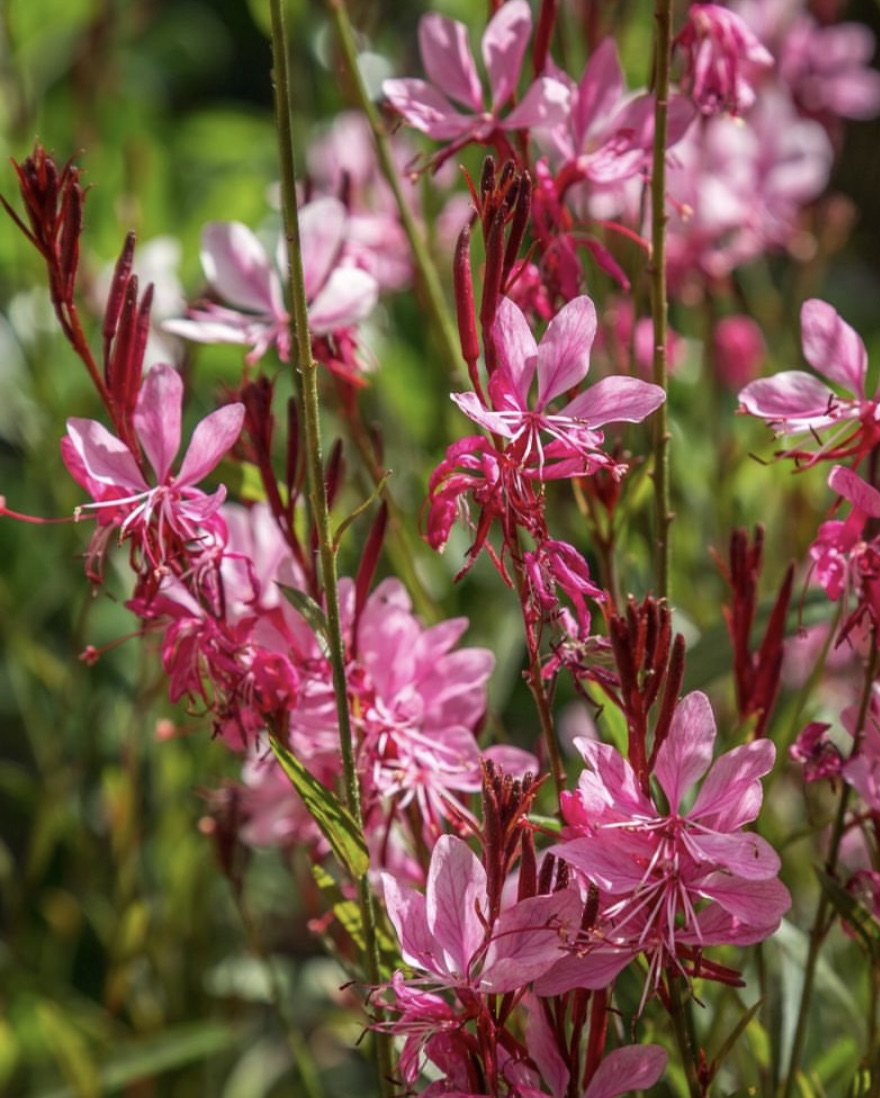 Gaura lindheimeri ‘Siskiyou Pink’