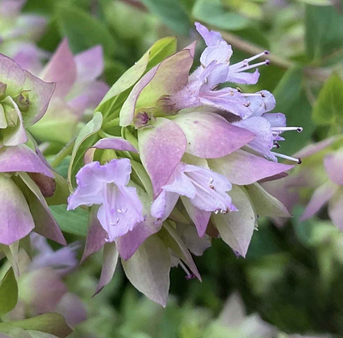 Origanum ‘Dingle Fairy’ (Propagating)