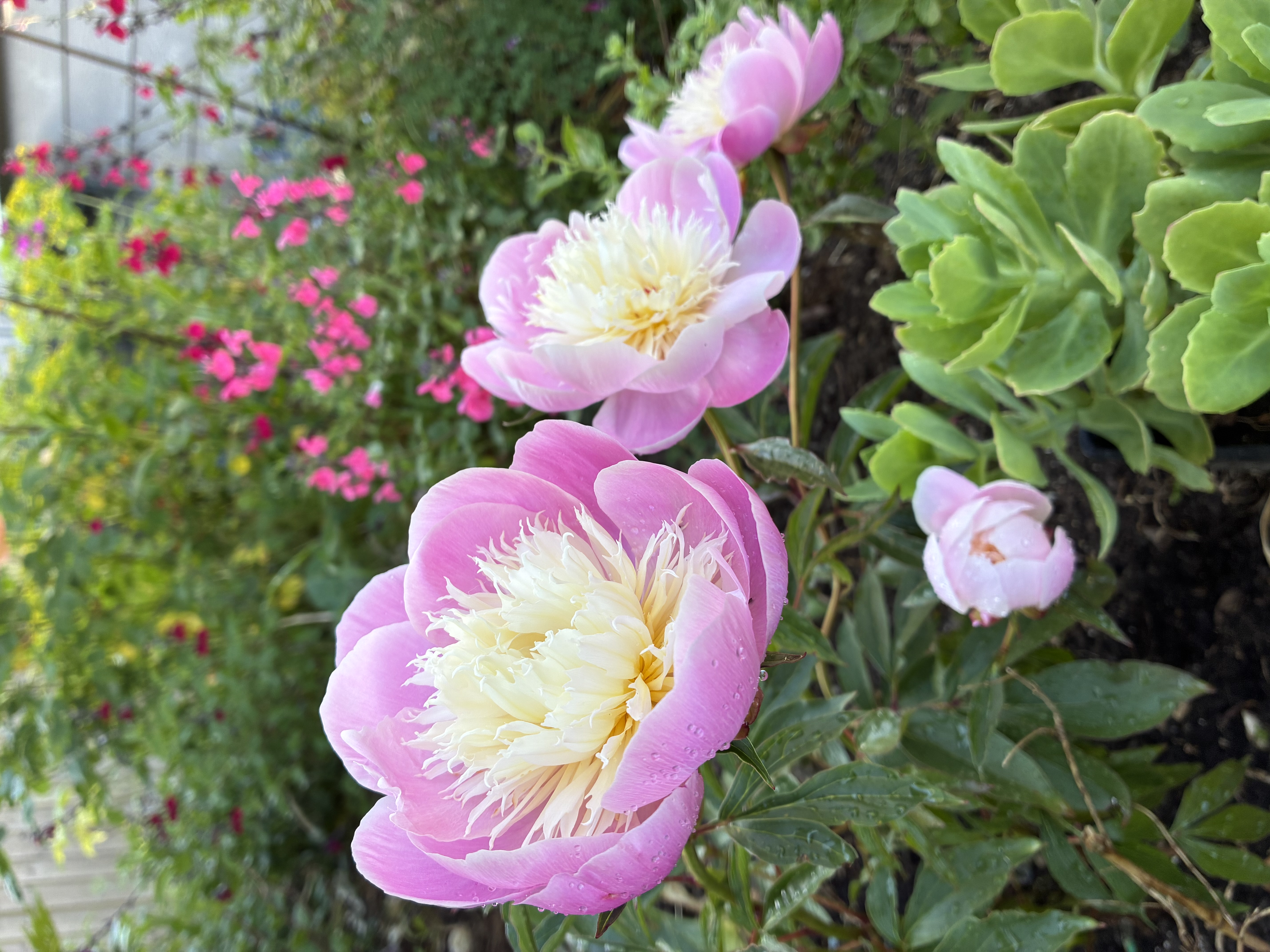 Peony ‘Bowl of Beauty’