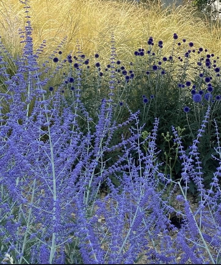 Perovskia ‘Blue Spire’ 