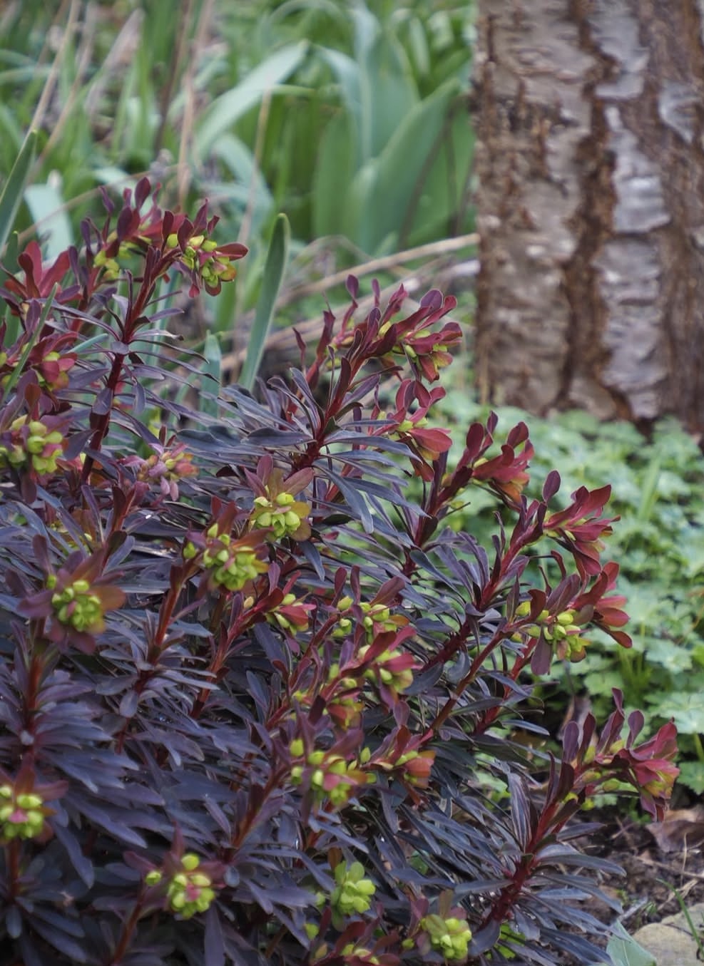 Euphorbia amygdaloides var. purpurea