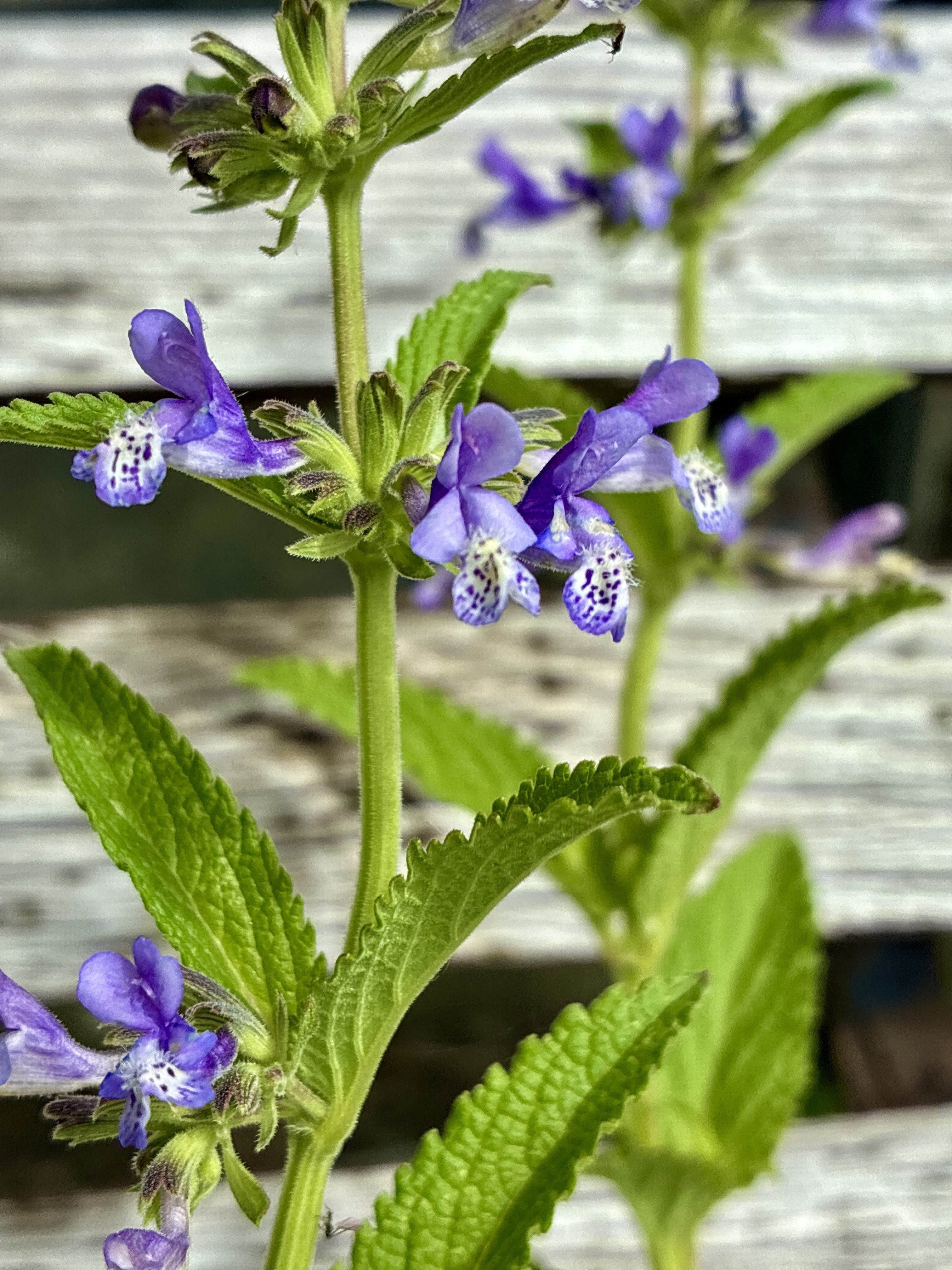 Nepeta Stewartiana