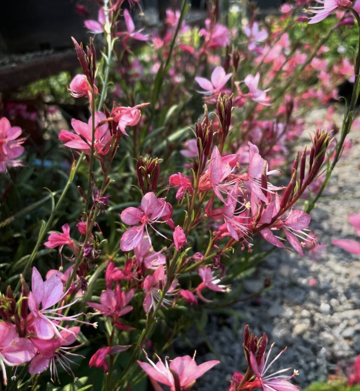 Gaura lindheimeri ‘Siskiyou Pink’ 