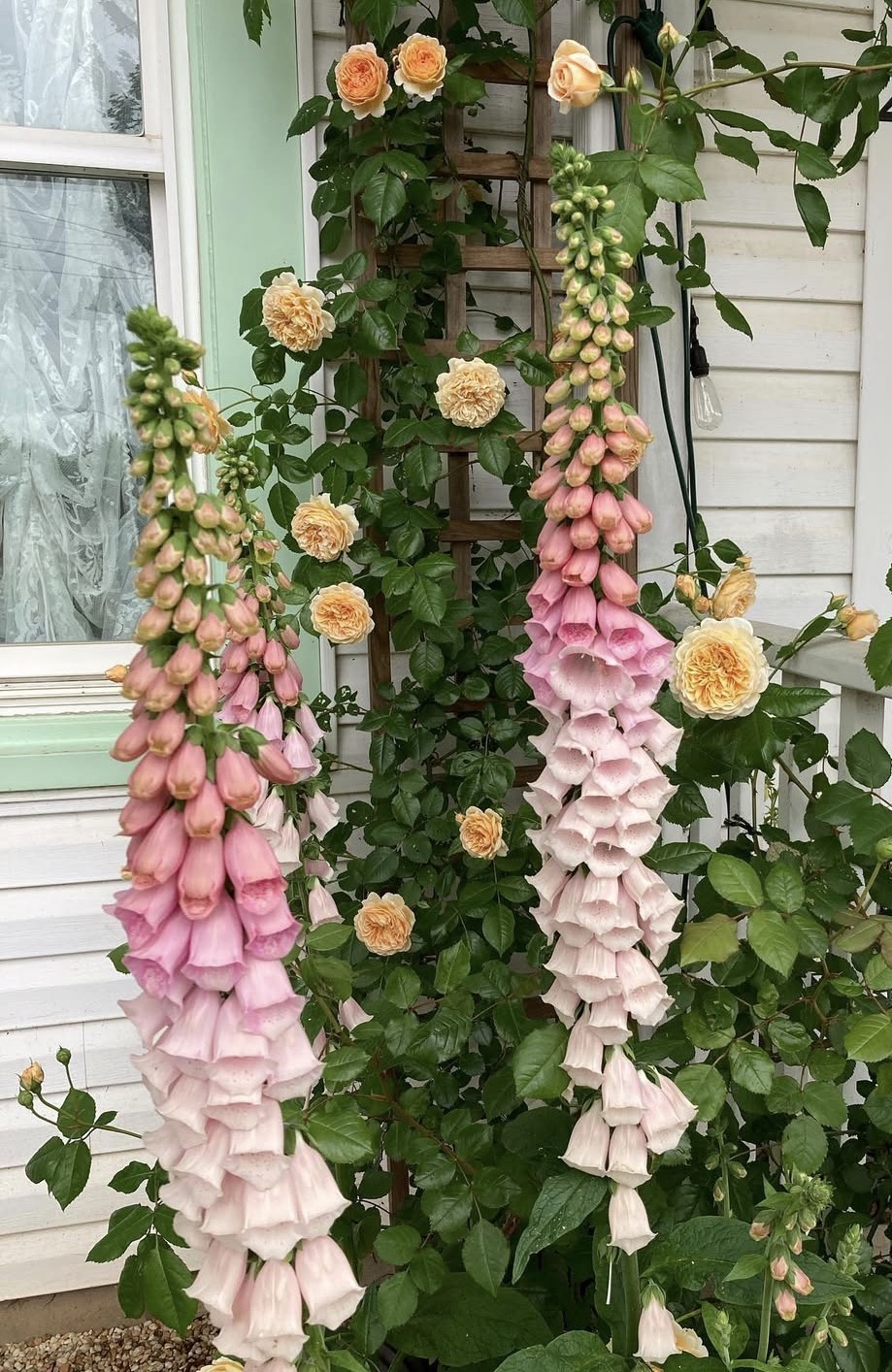 Digitalis ‘Pink Gin’