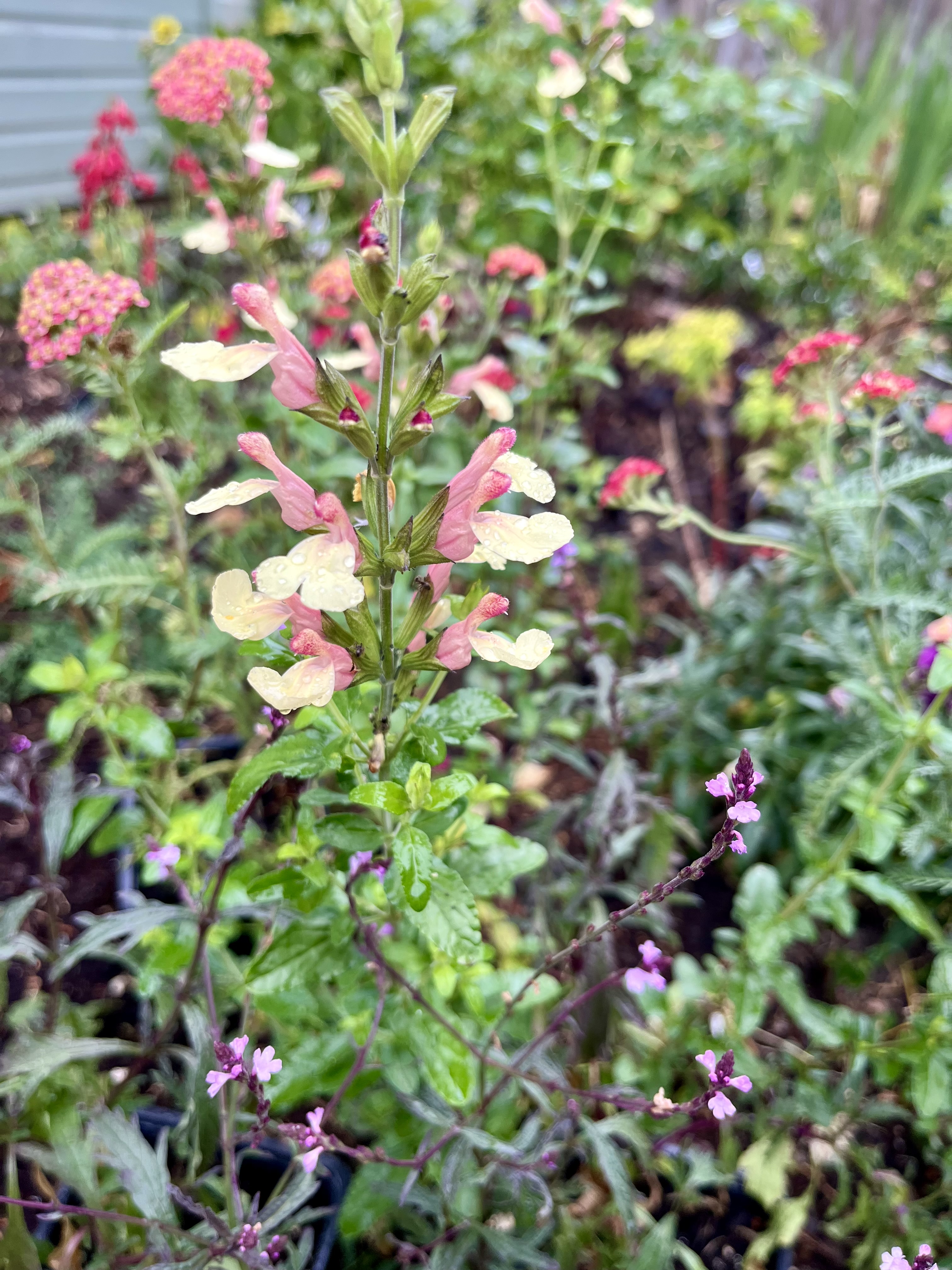 Salvia ‘La Mancha’
