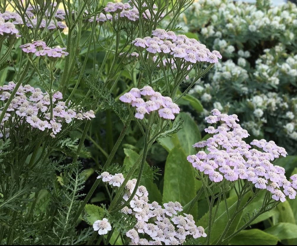 Achillea ‘Lilac Beauty’ (Propagating)