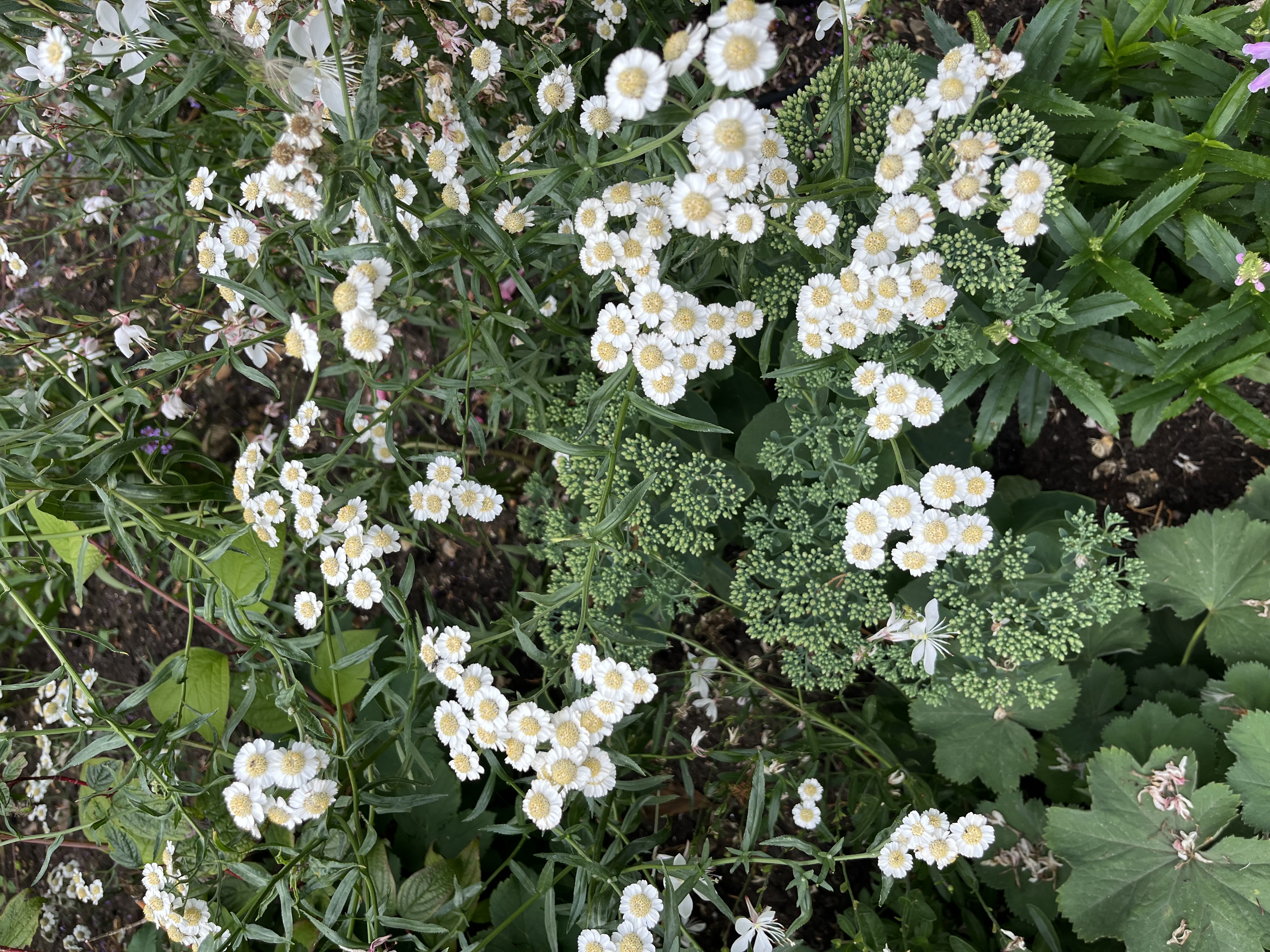 Achillea ptarmica ‘The Pearl’