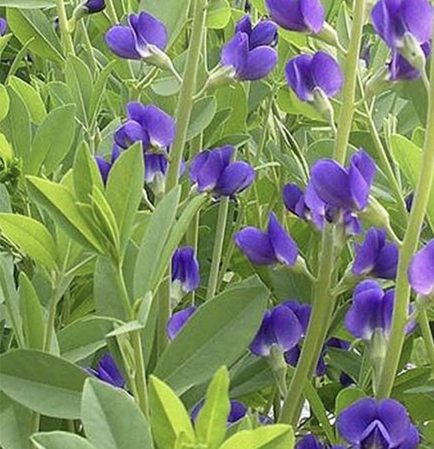 Baptisia australis 'Caspian Blue' 